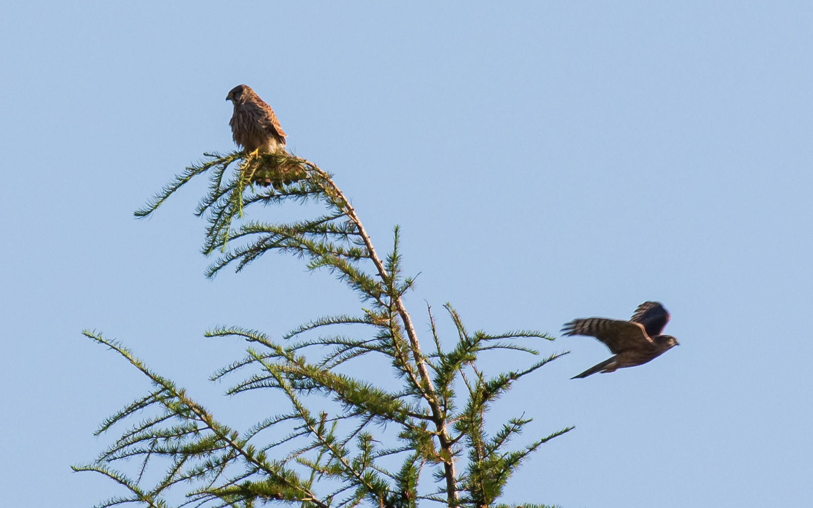 Tårnfalk chikaneres af spurvehøg (juvenil)