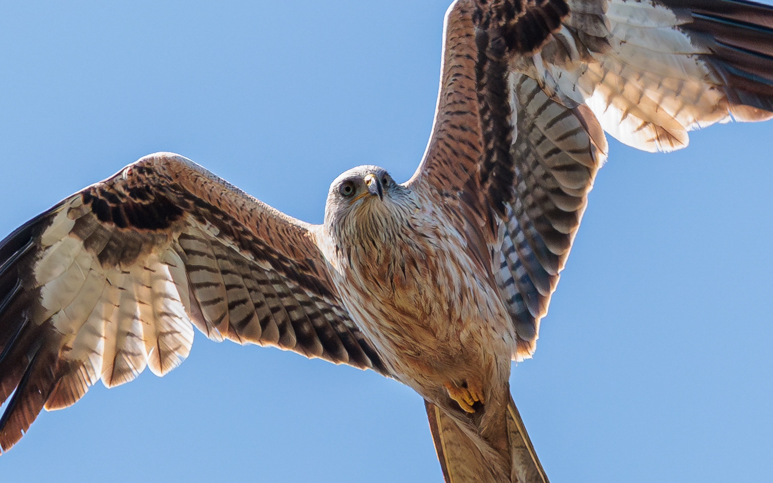 Forårstræk i Skagen. Rød glente