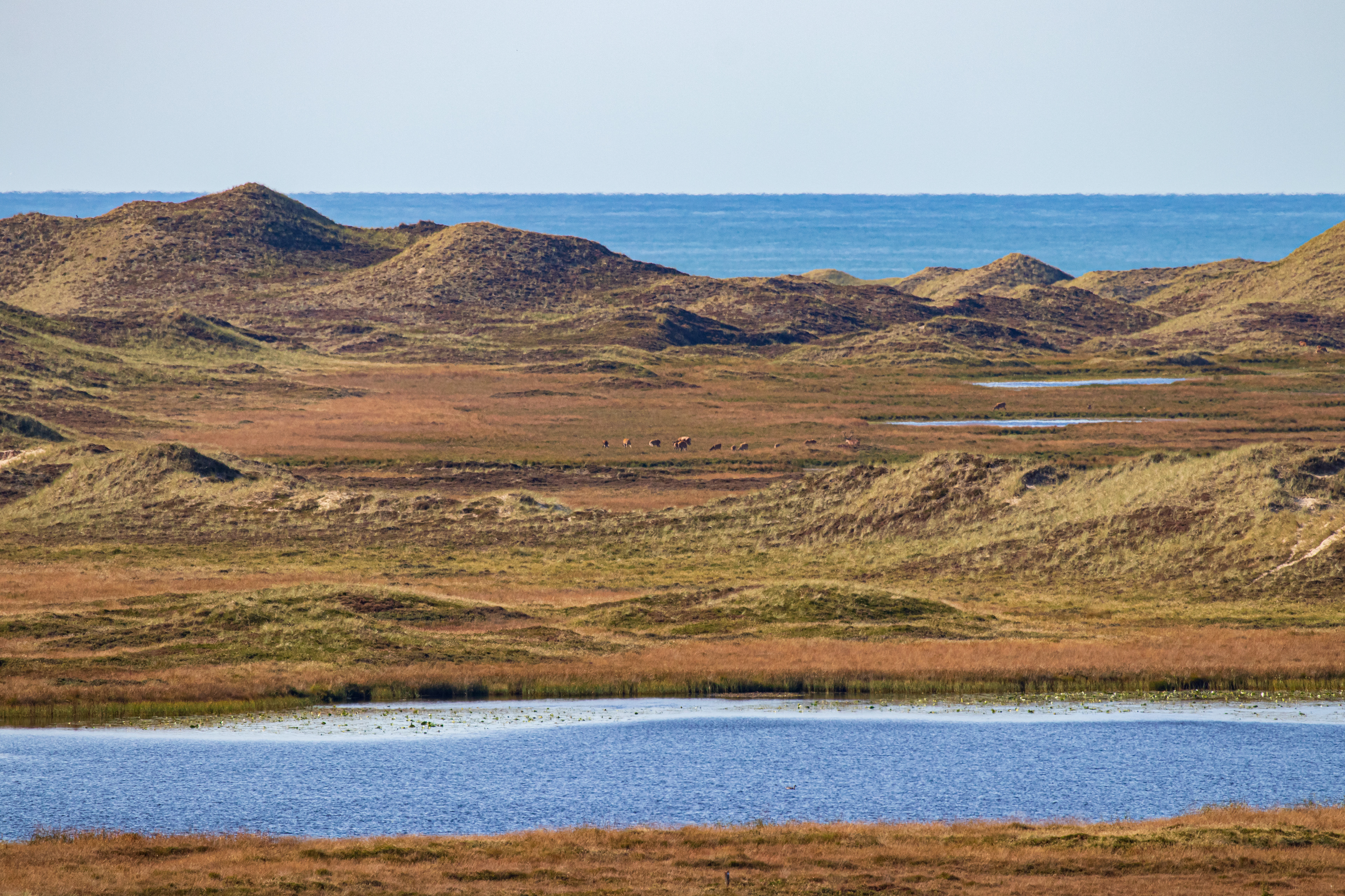 Krondyr i Hanstholm Vildtreservat
