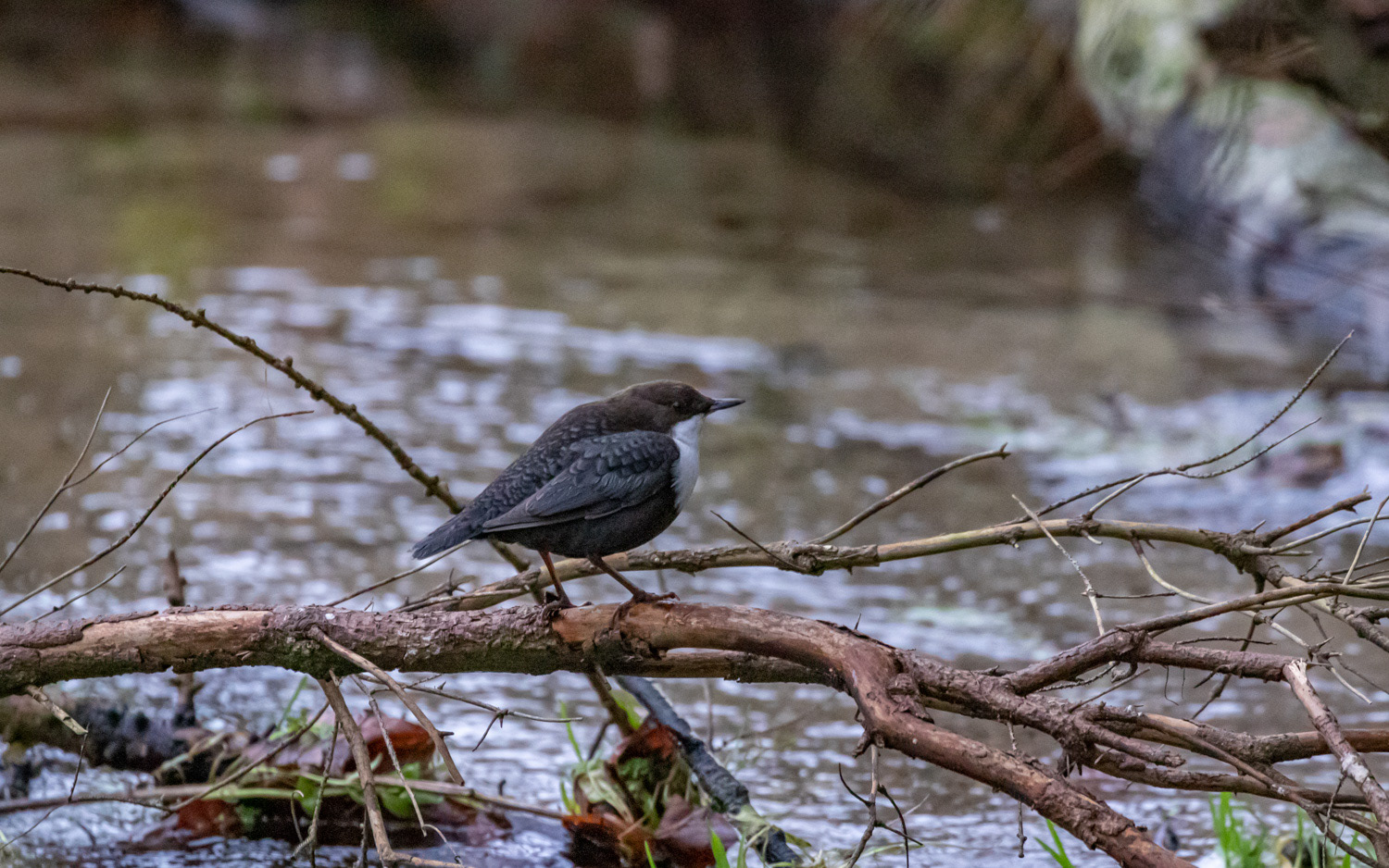 Vandstær ved Mastrup Bæk. 8.12.2020