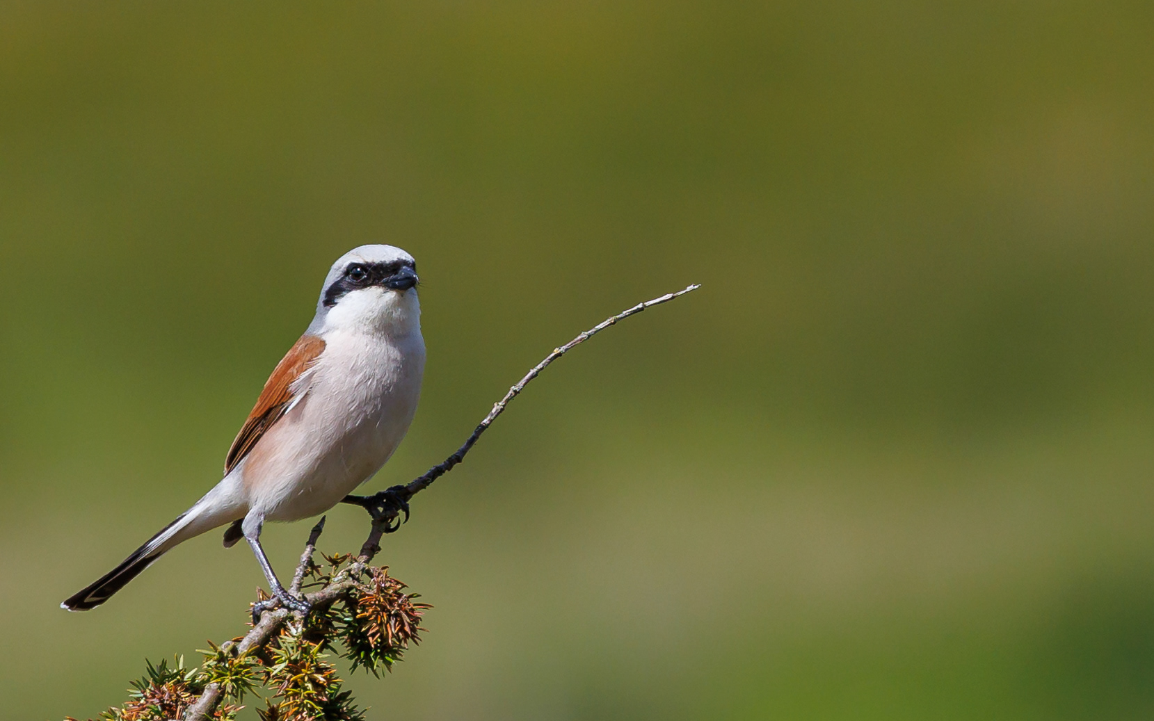 Rødrygget tornskade. Rebild Bakker