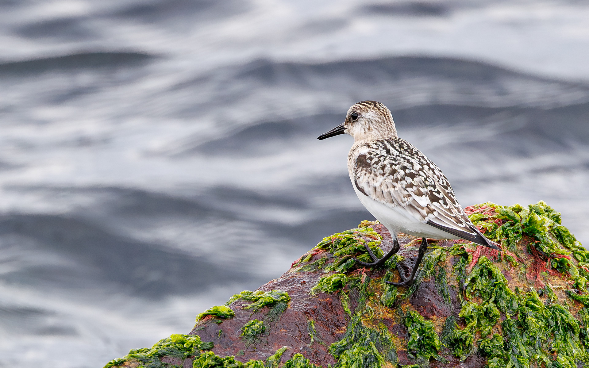 Sandløber. Agger Tange - havsiden