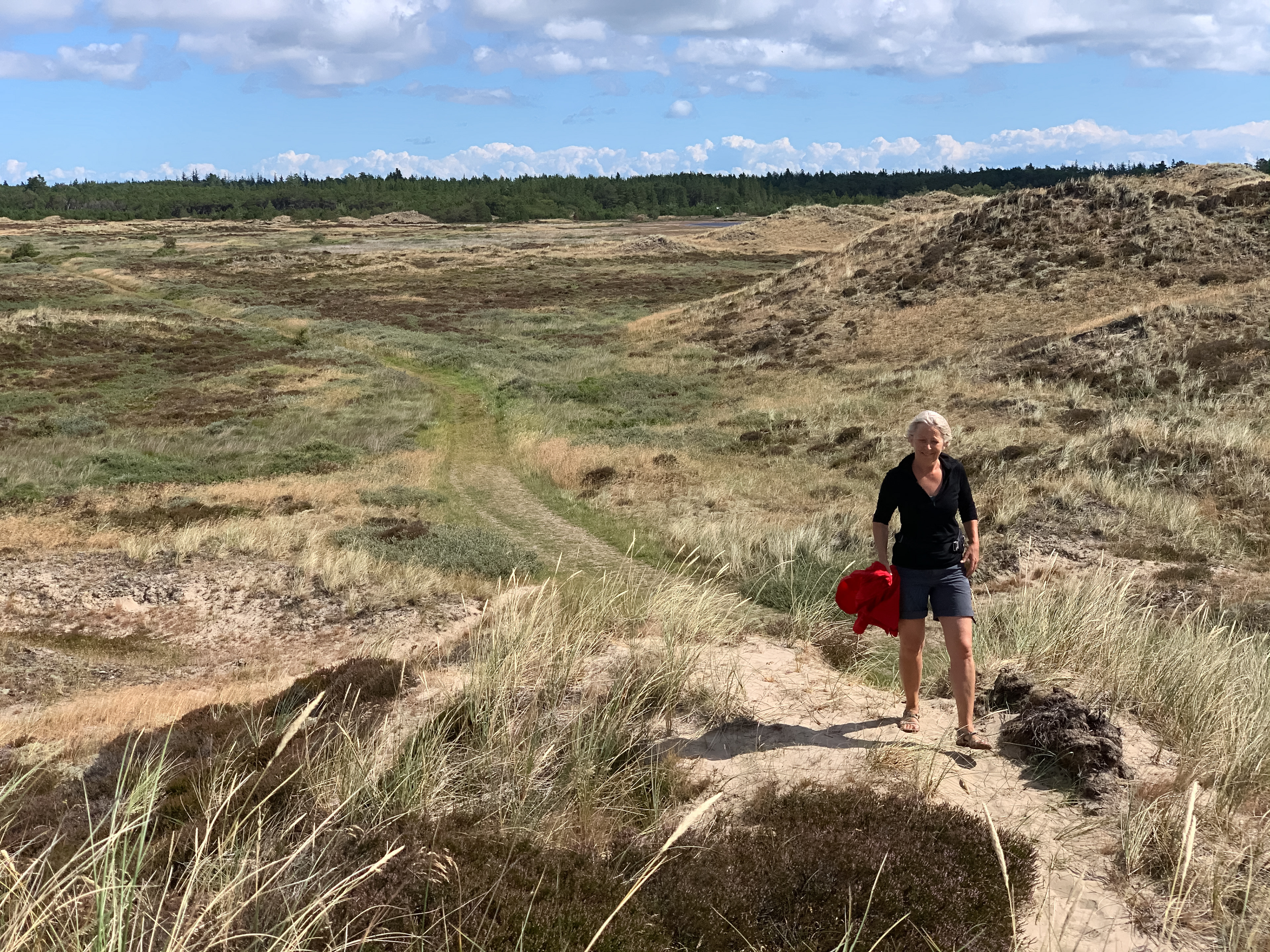 Hvide Klit - ved Bunken plantage