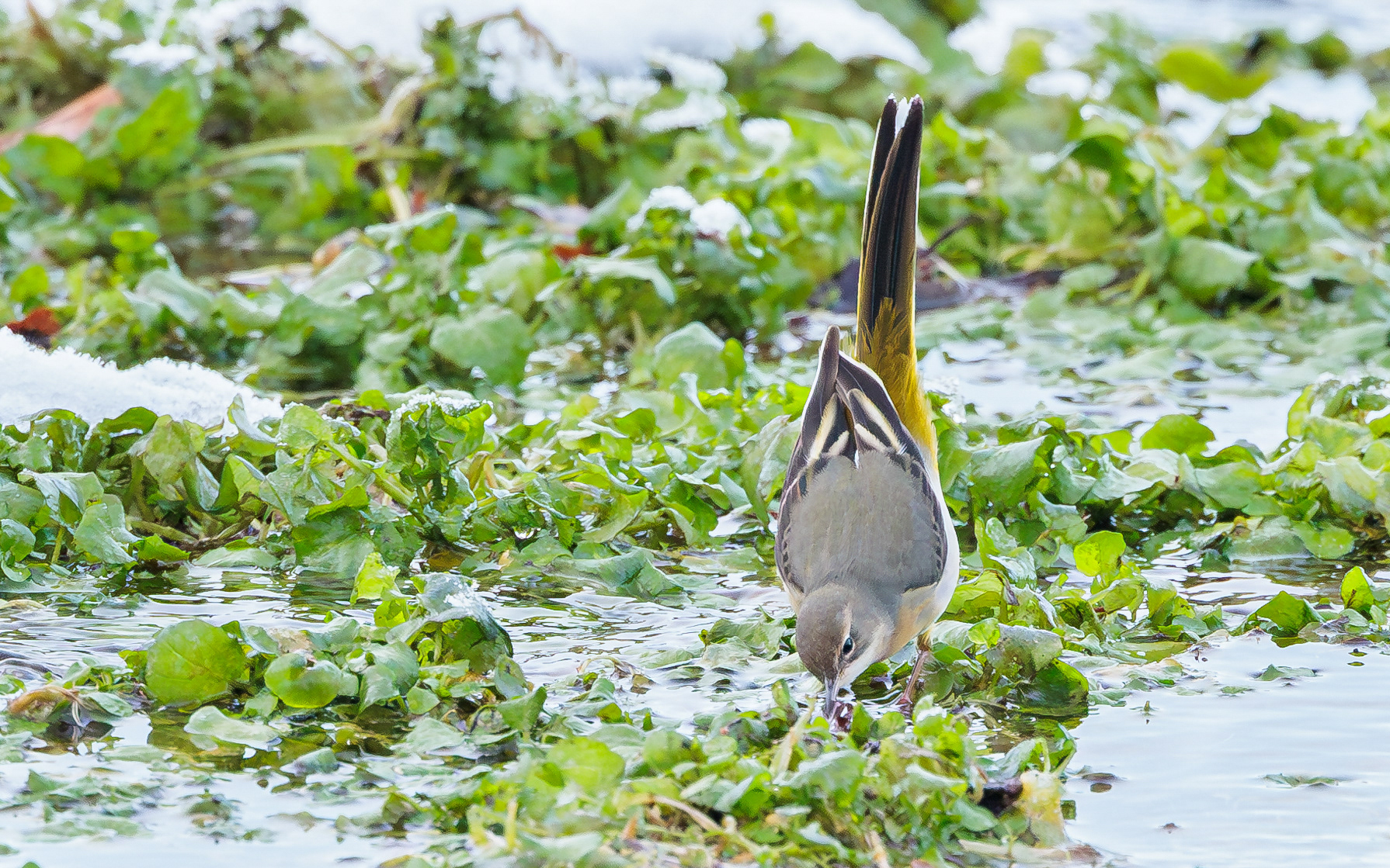 Bjergvipstjert i Ravnkilden
