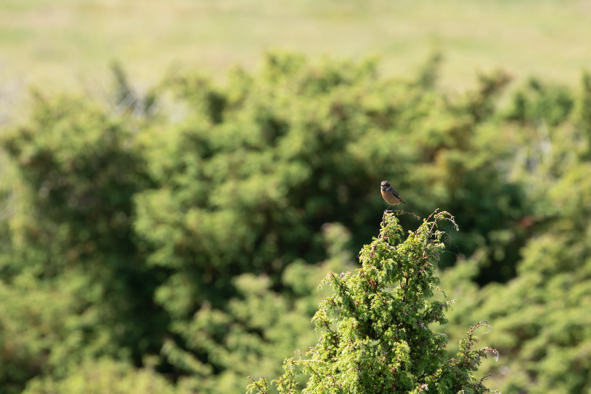Sortstrubet bynkefugl i Rebild Bakker