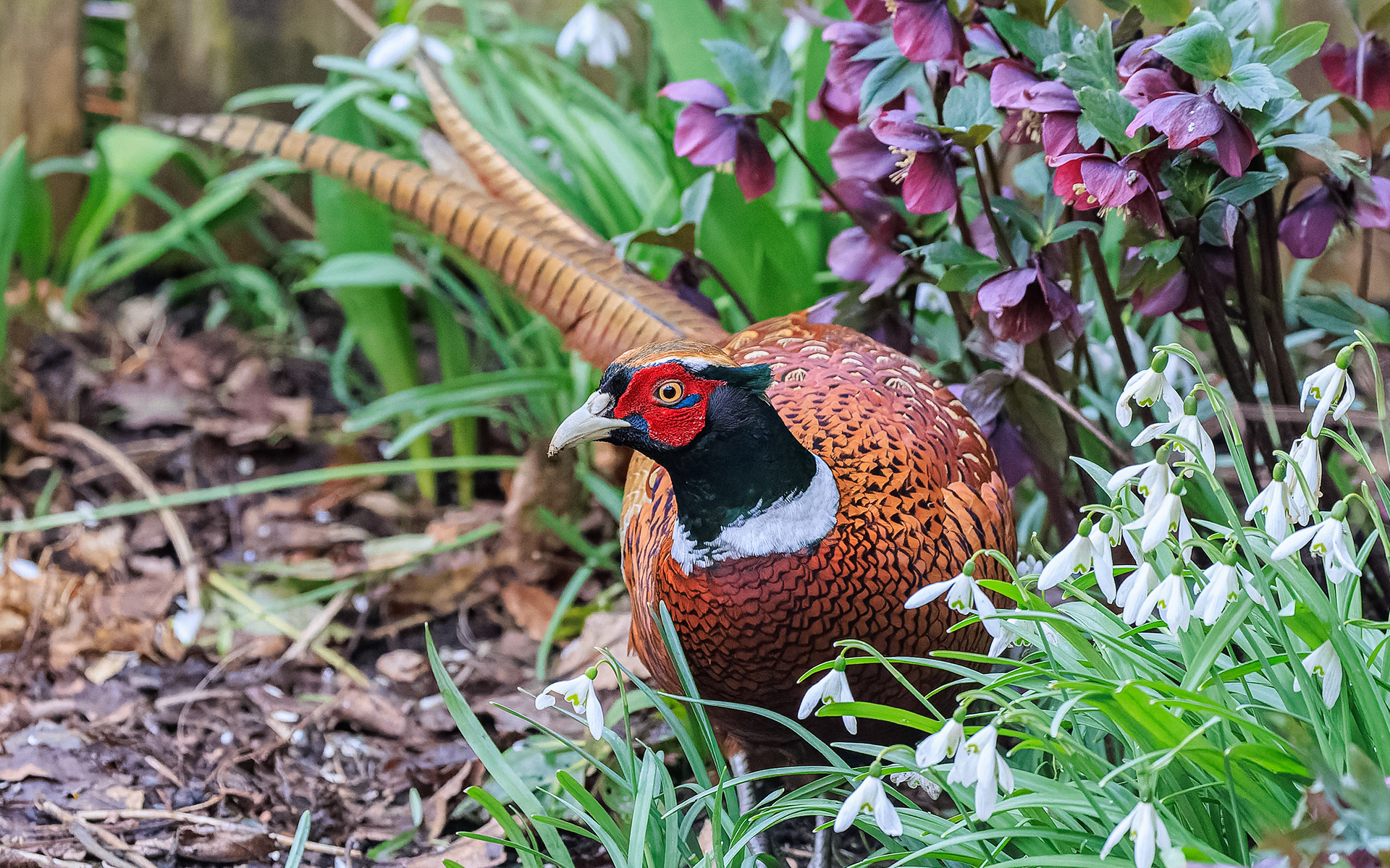 fasan mellem vintergækker og juleroser