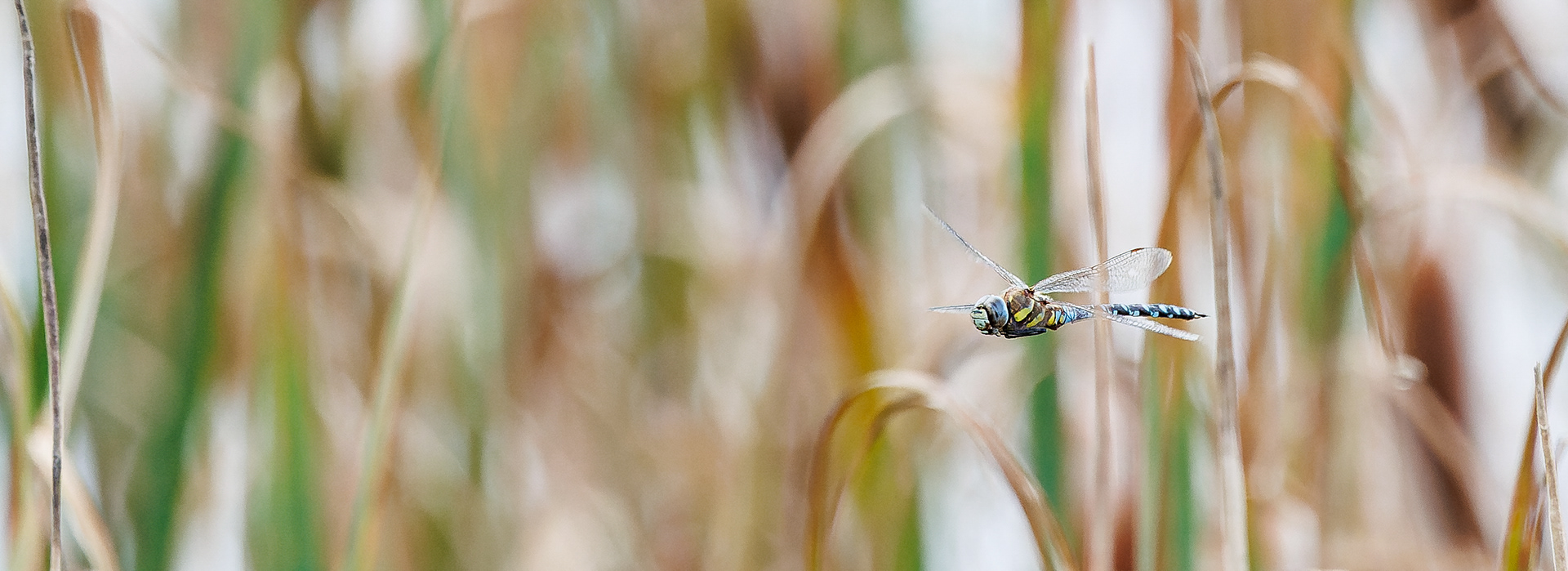 Efterårs-mosaikguldsmed ved Birkesø. Lille Vildmose