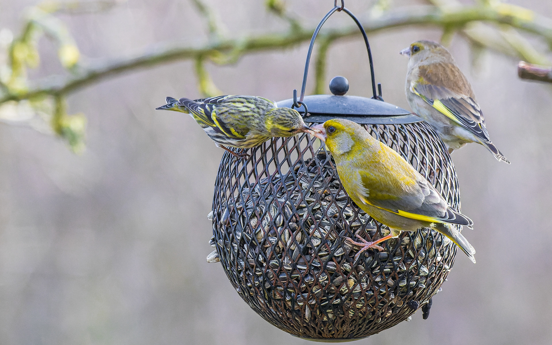 grønirisker og grønsisken