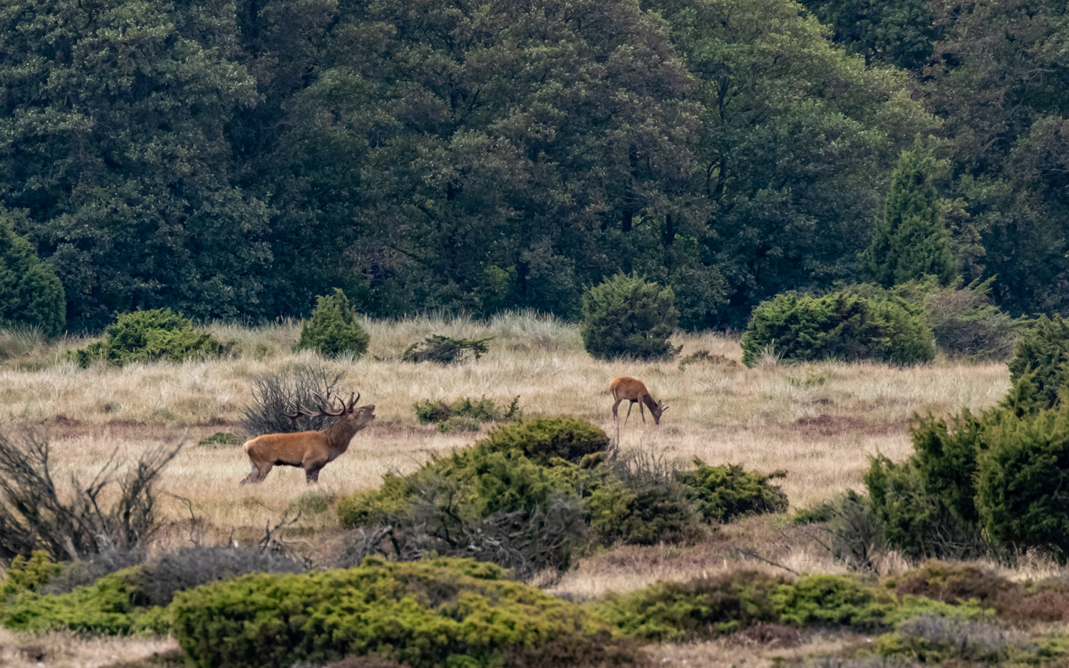 Kronhjorte i Tofte Skov 