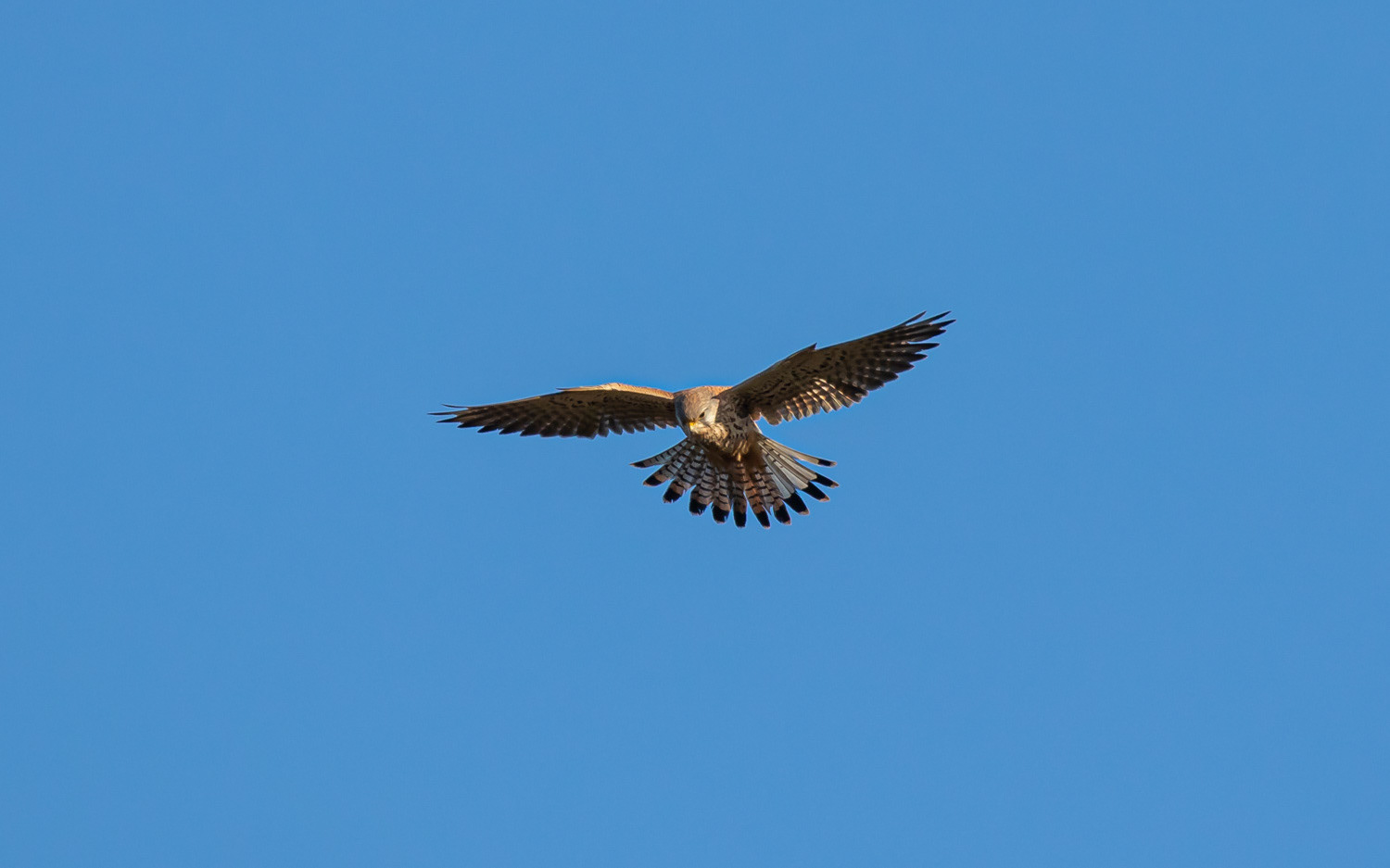 Tårnfalk med fejlfarvede halefjer. Rebild Bakker 12.1.2021