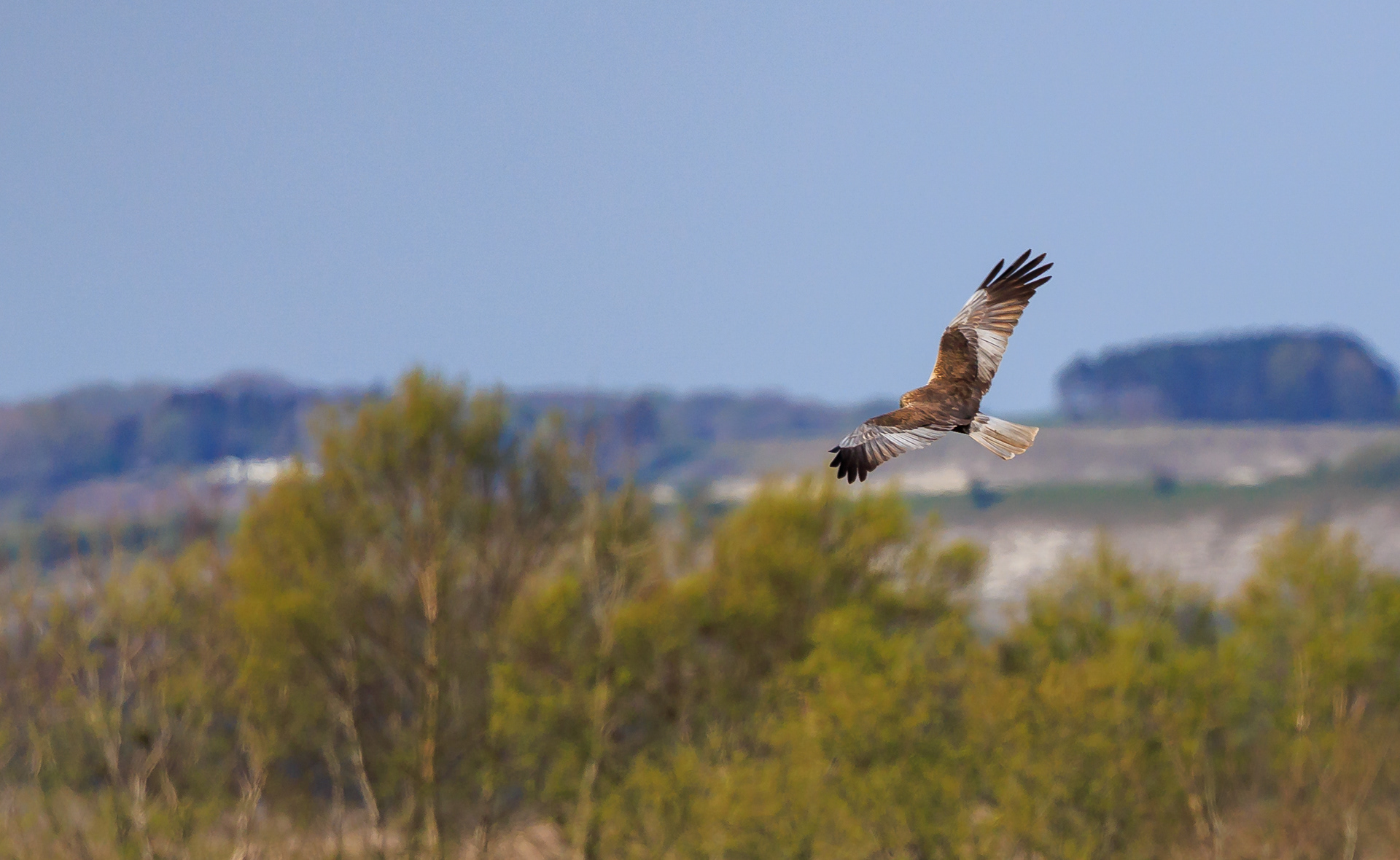 Rørhøg (han) med Kongerslev Kalk i baggrunden. Lille Vildmose