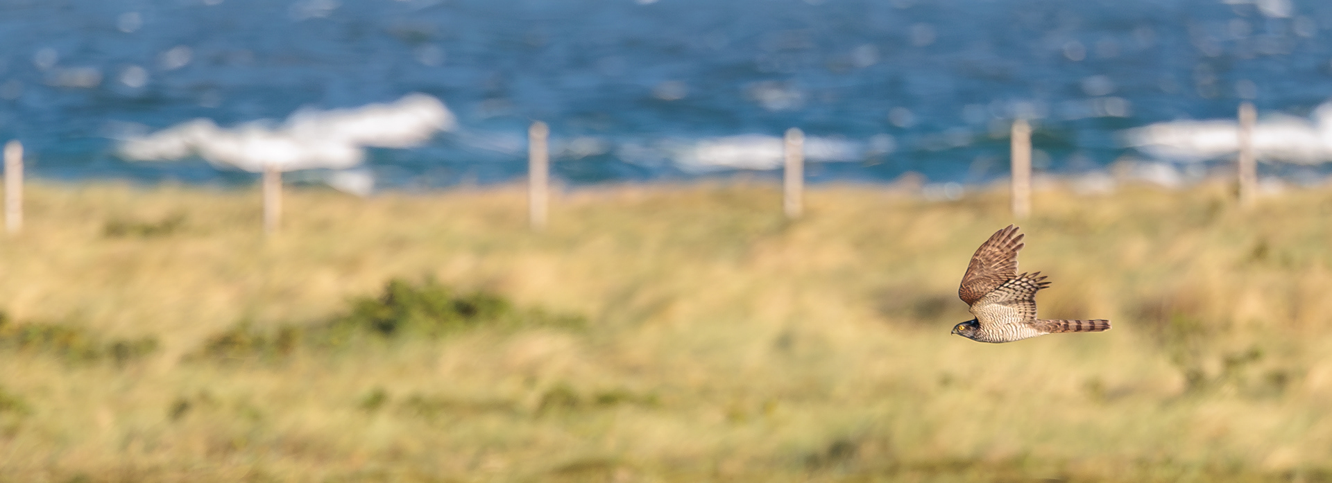 Spurvehøg over Flommen