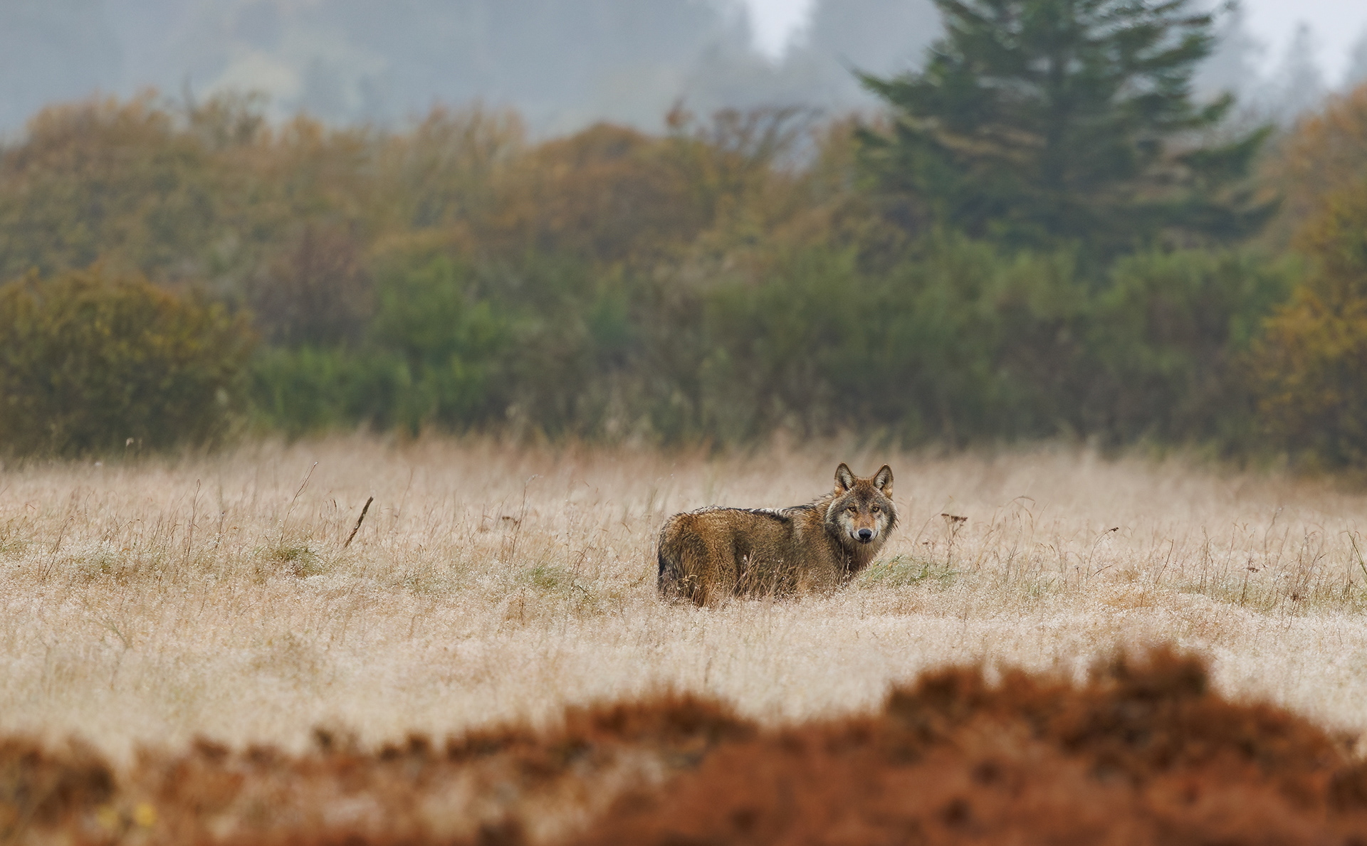 Ulv på Borris Skydeterræn