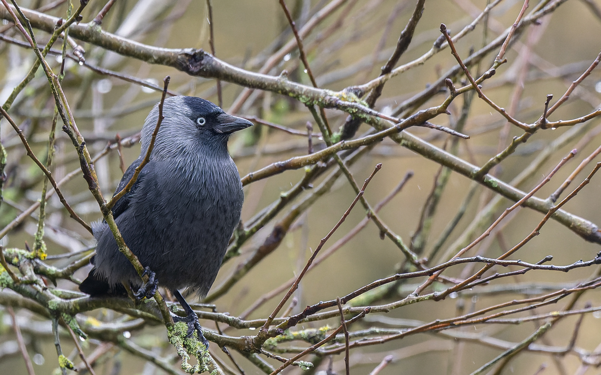 Alliker er sjældne i vores have