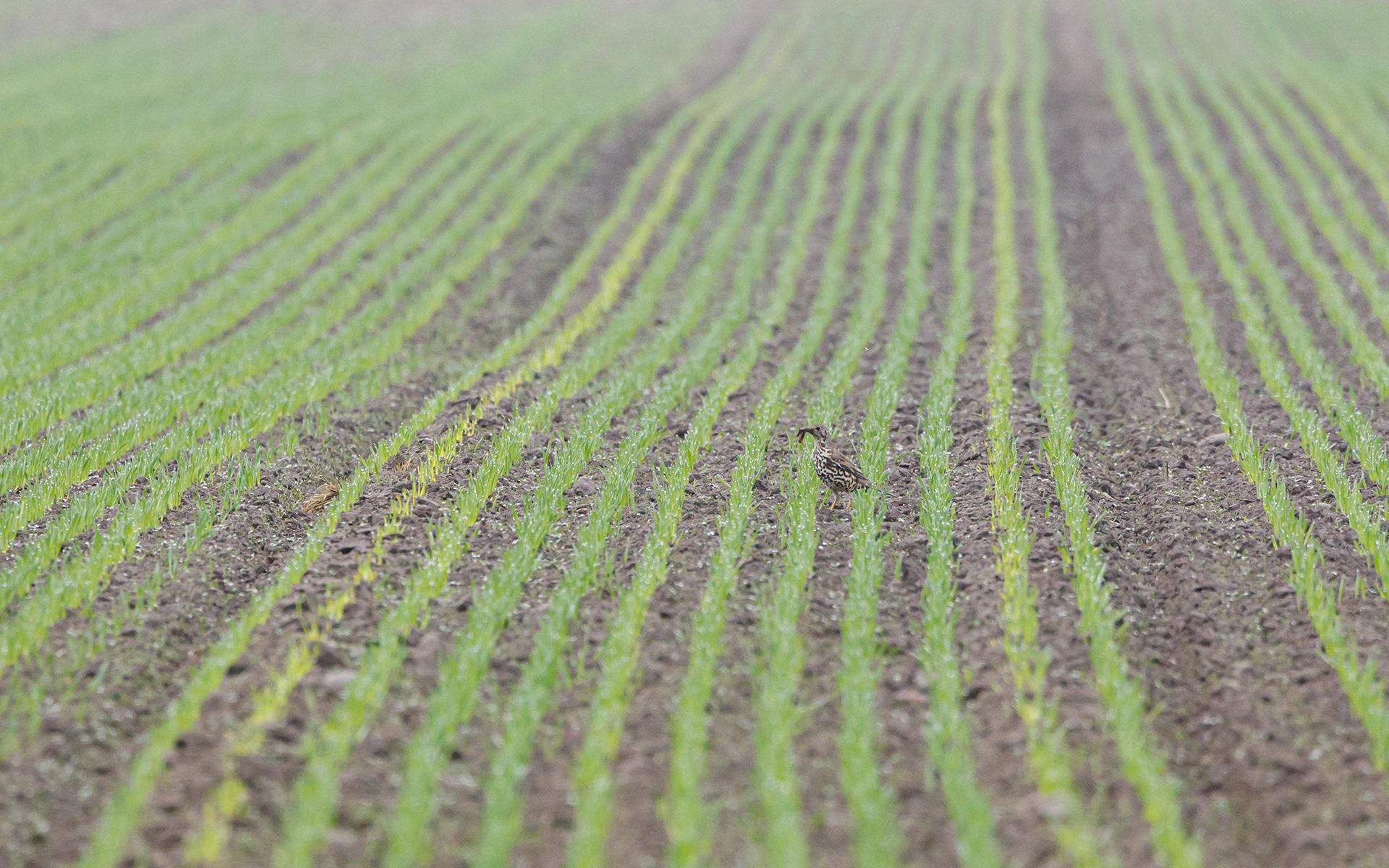 Misteldrossel. Øland Vejle