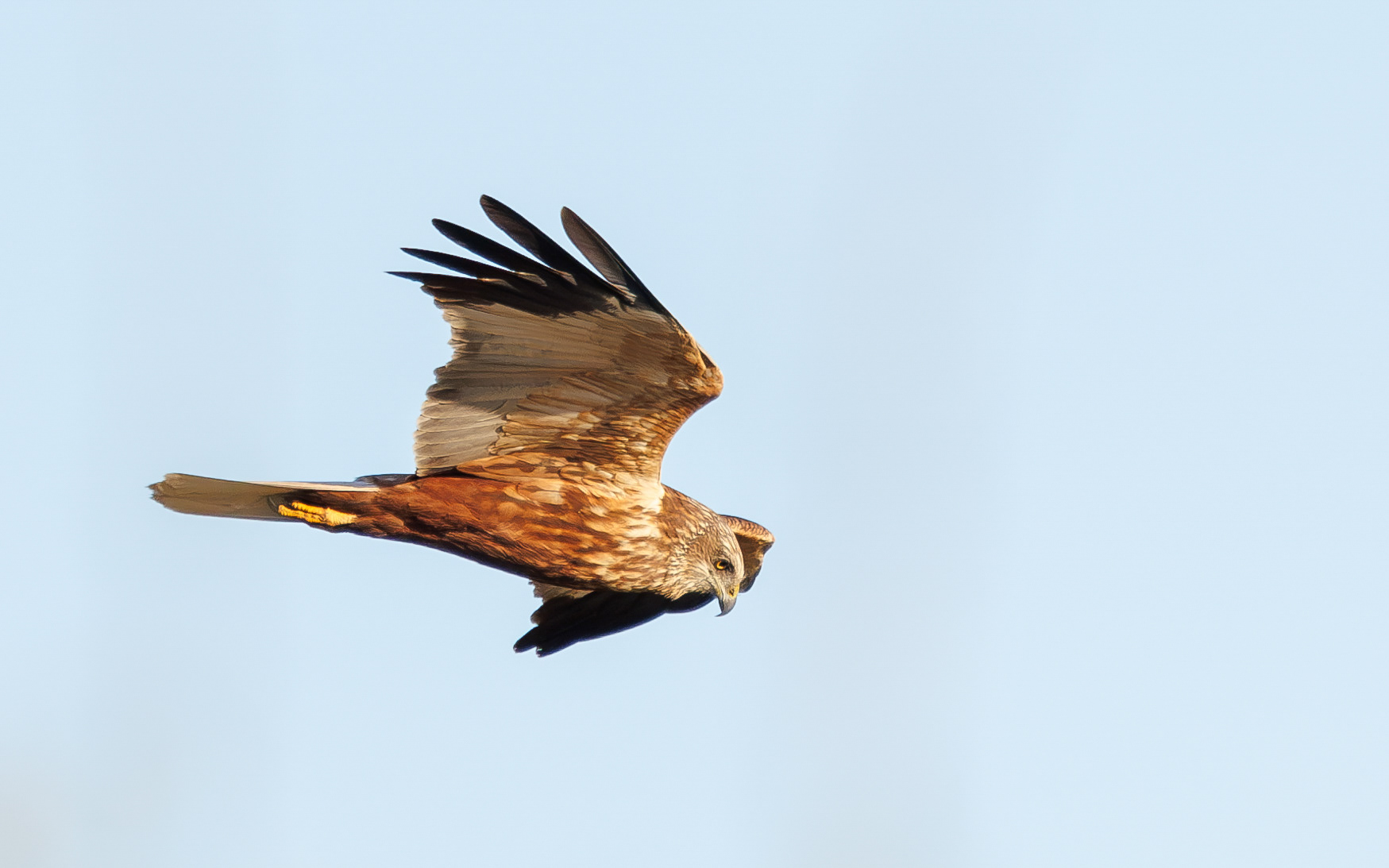 Rørhøg i Lille Vildmose. Ved solopgang 22. april