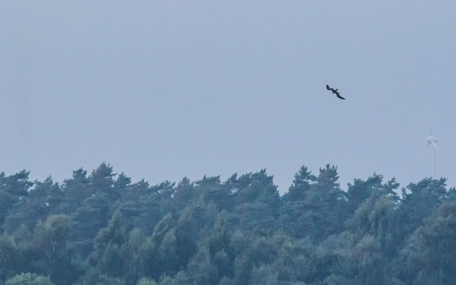 Fiskeørn over Krankesjön, Skåne