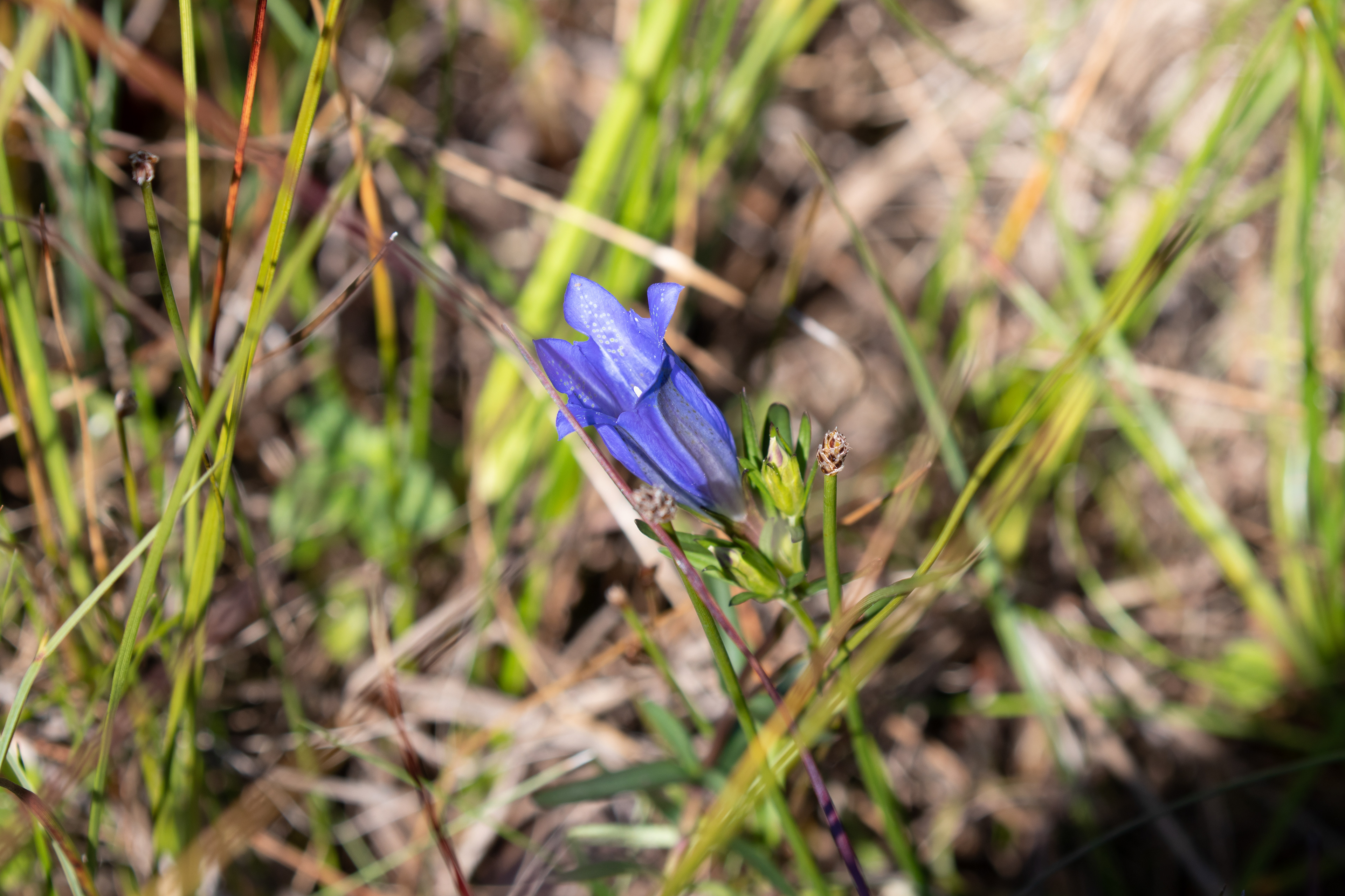 Klokke-ensian - ikke sandt? Raabjerg Hede