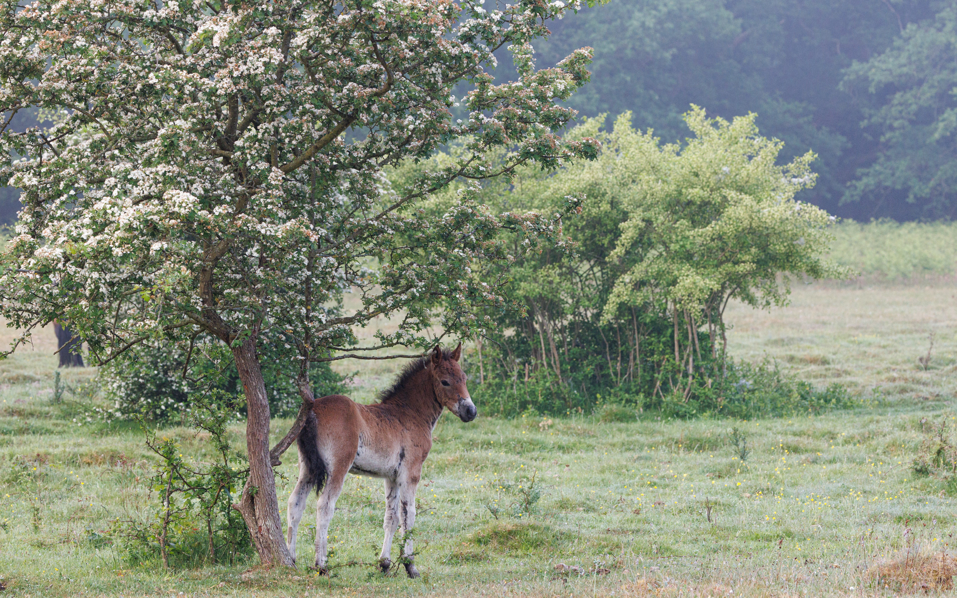 Sky føl gnubber rumpen på tjørn i blomst. Molslaboratoriet