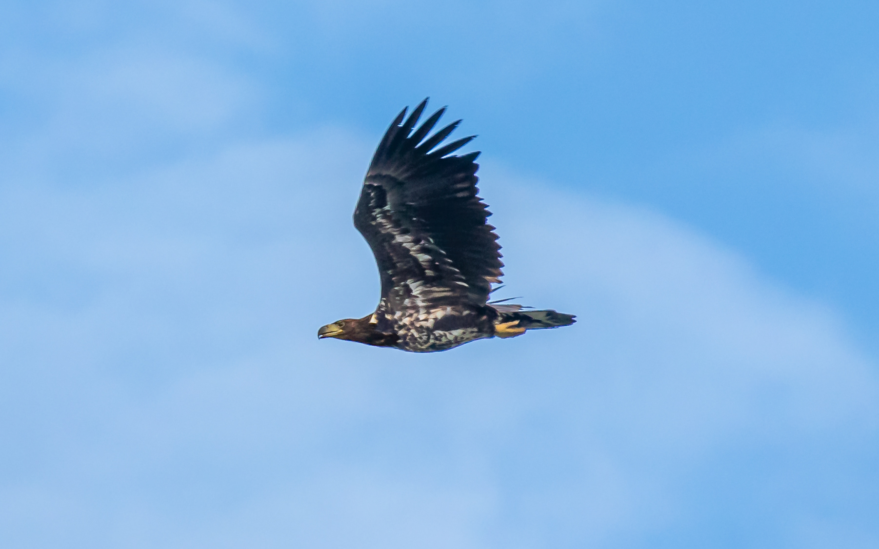 Ung havørn ved Nabben
