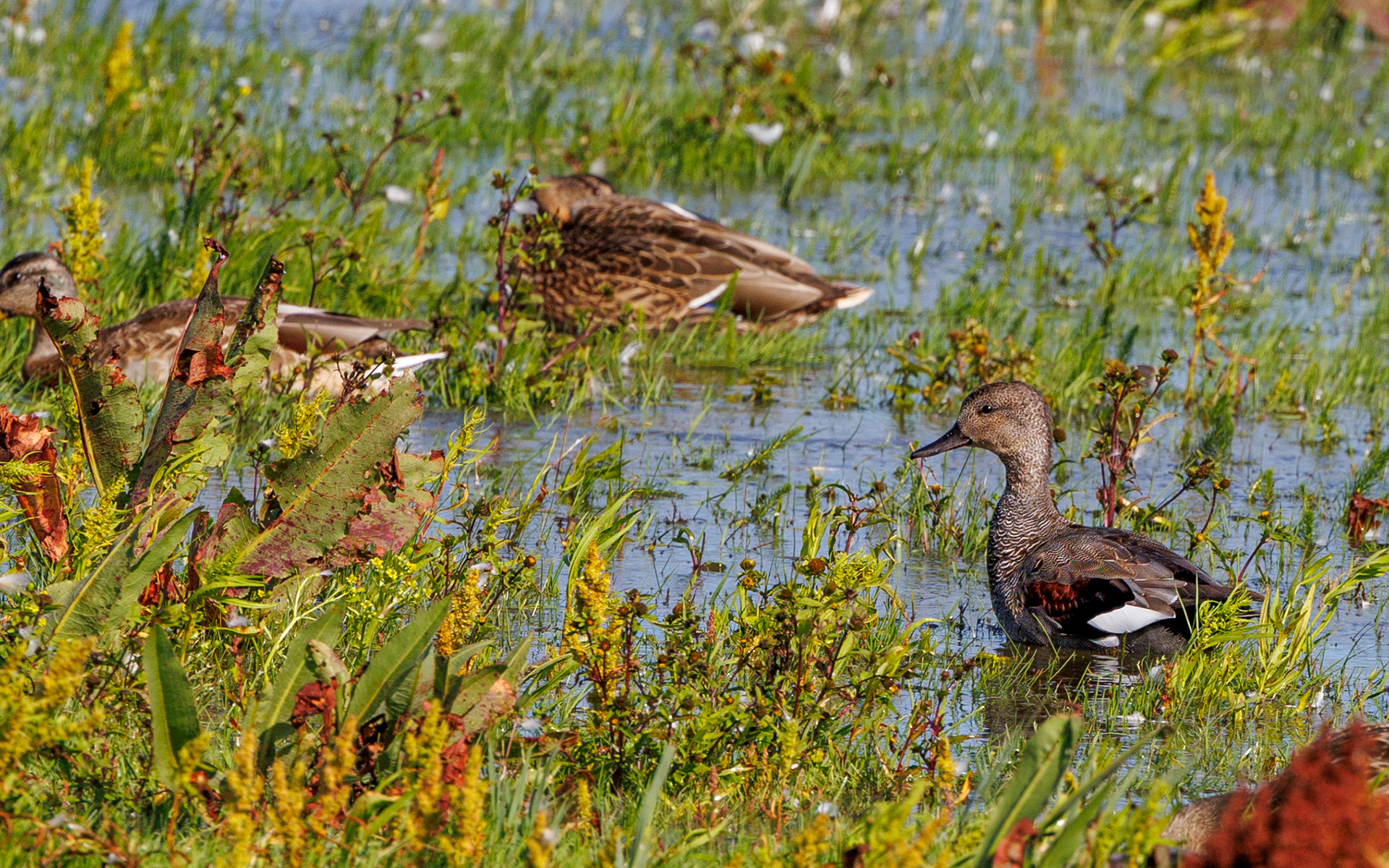 Knarand. Lund Fjord. Vejlerne