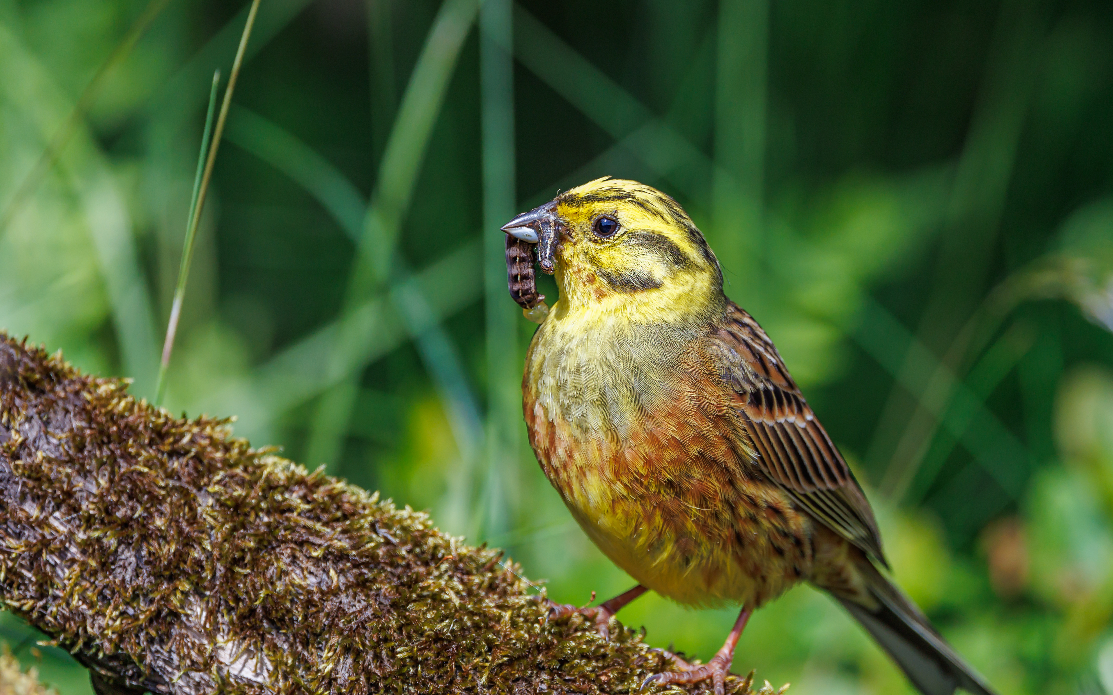 Ynglende gulspurv i Rebild Bakker