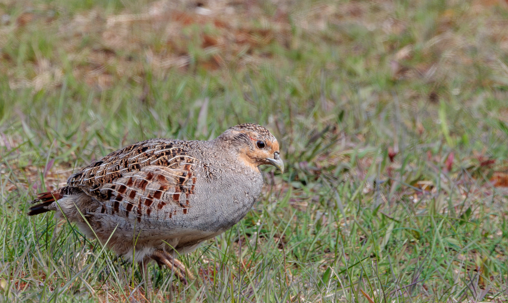Agerhøne. Gjerrild Nordstrand 24. april