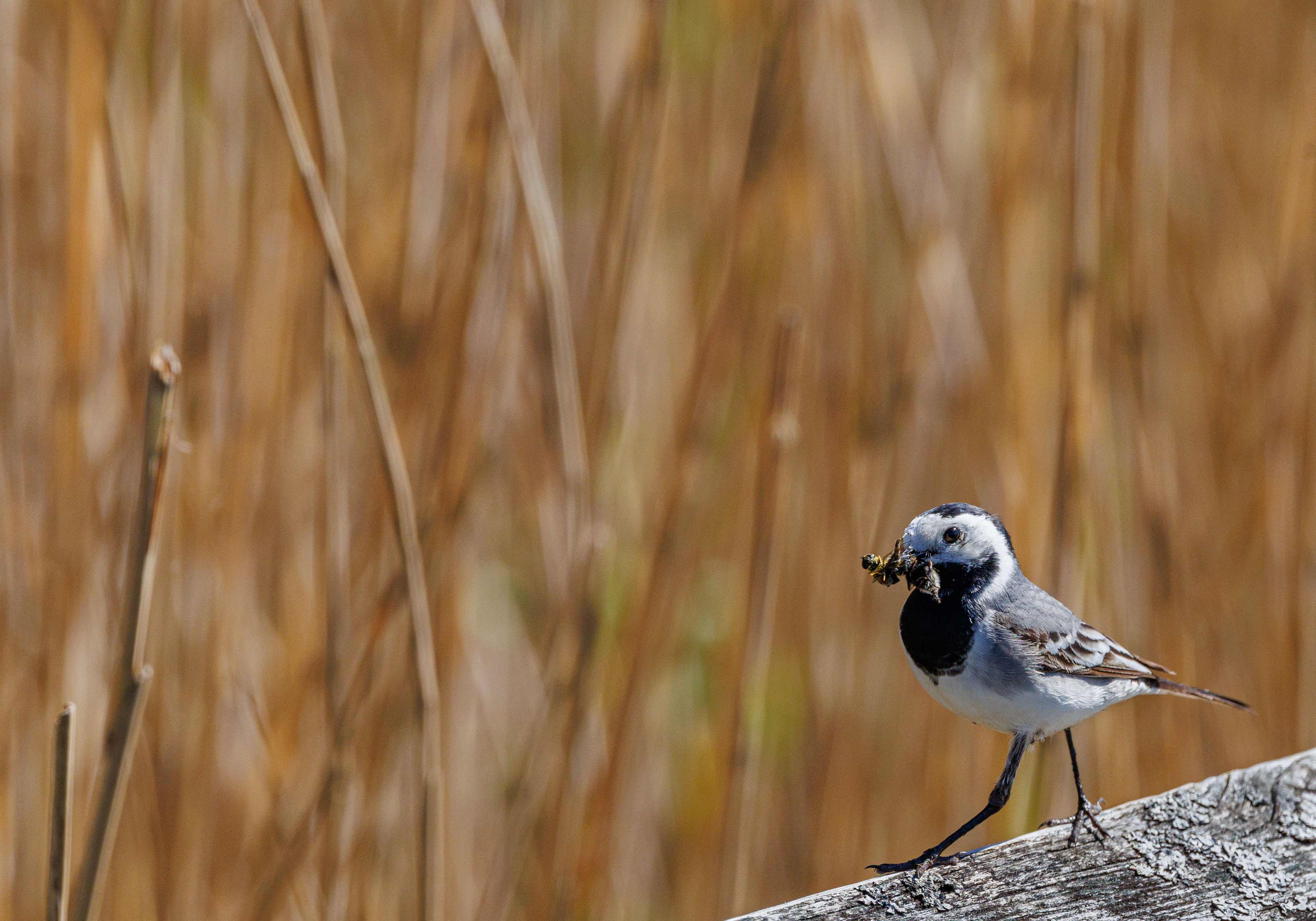 Ynglende hvid vipsjert i Lille Vildmose