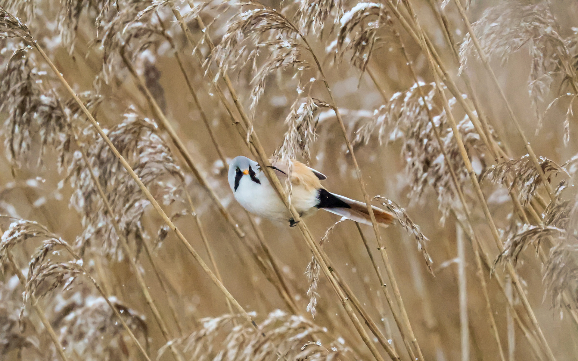 Skægmejser i Lille Vildmose