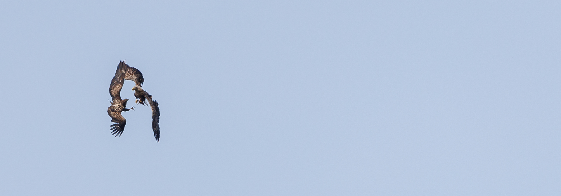 Luftakrobatik. Ung og gammel havørn. Værnengene 21. marts