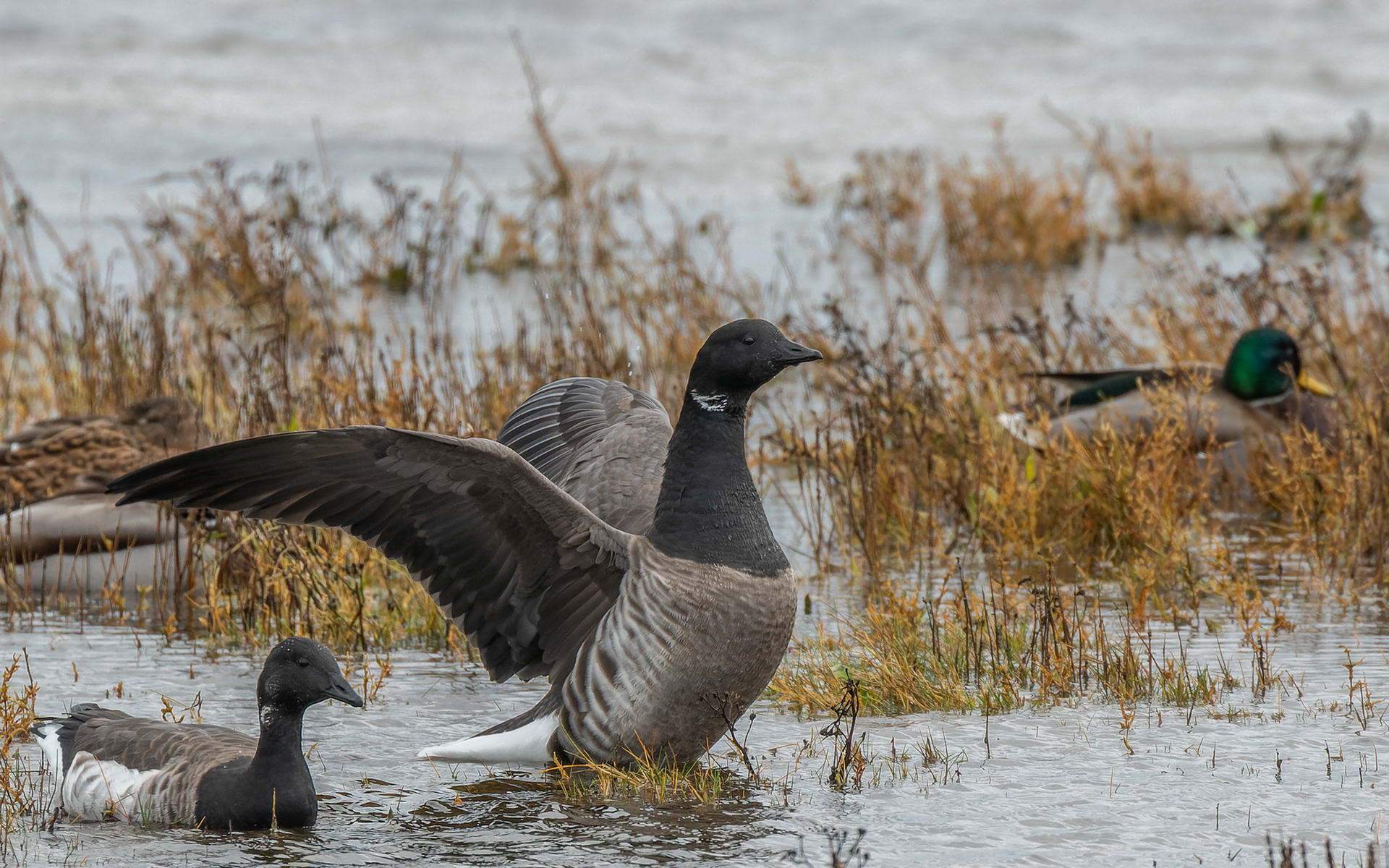 Lysbuget knortegås. Egense Havn