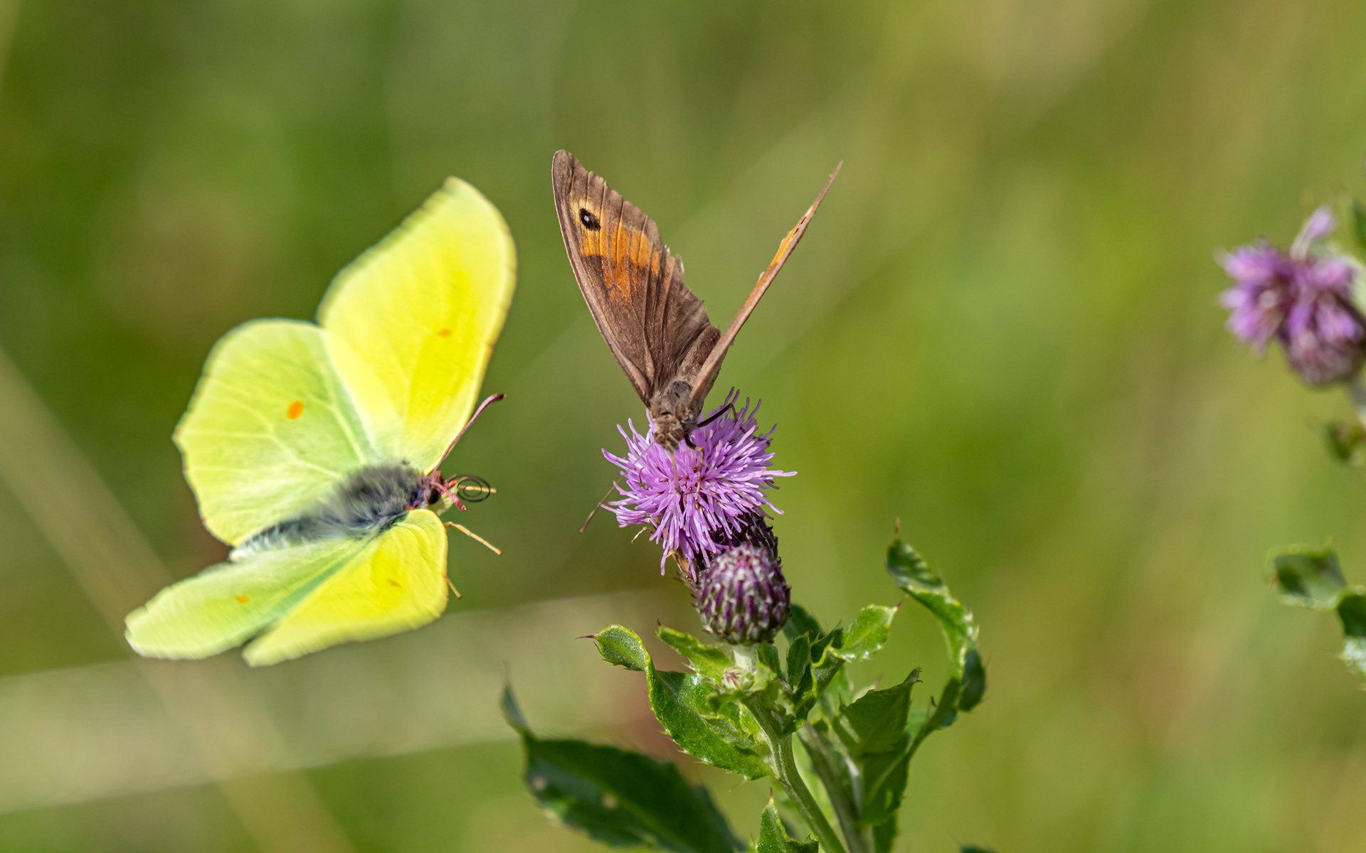Græsrandøje og citronsommerfugl