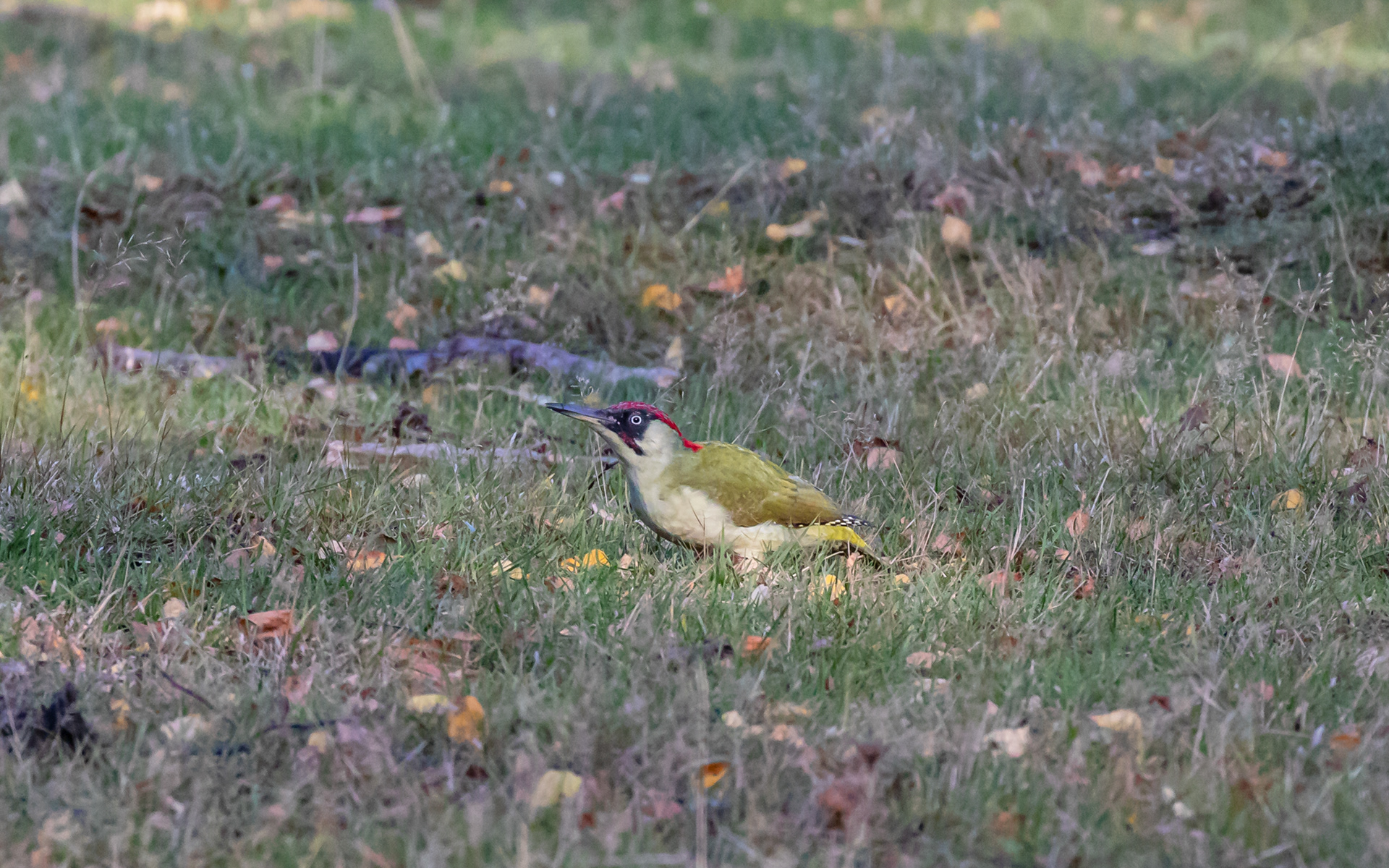 Grønspætte i birkelunden ved Ljungen