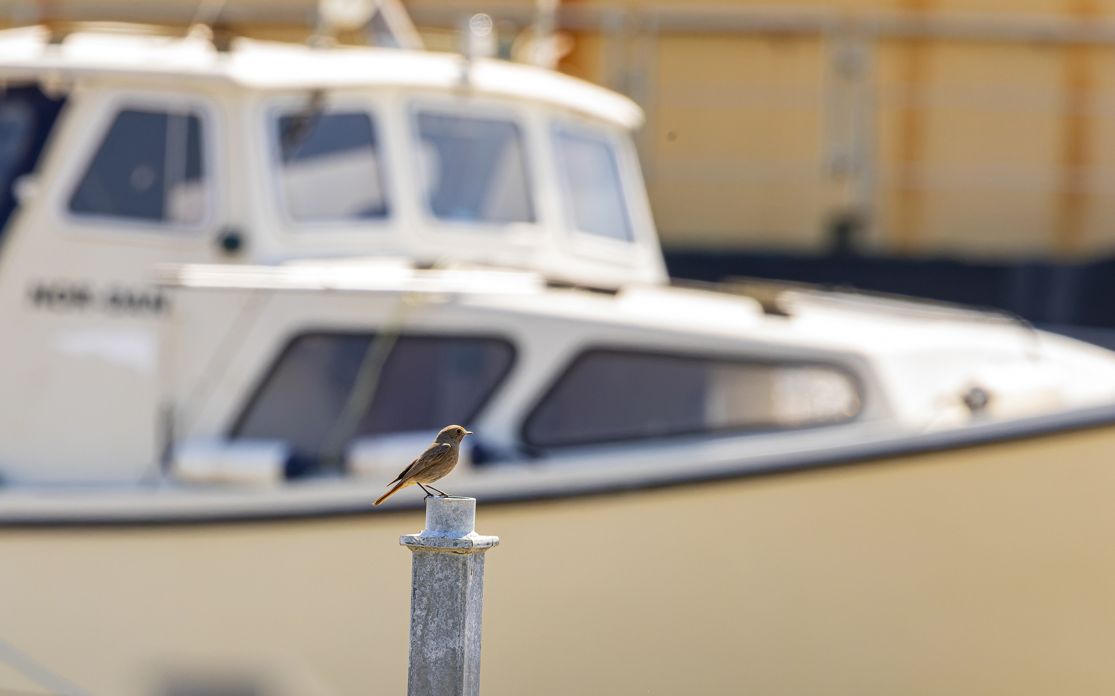Husrødstjert, hun. Hals Havn