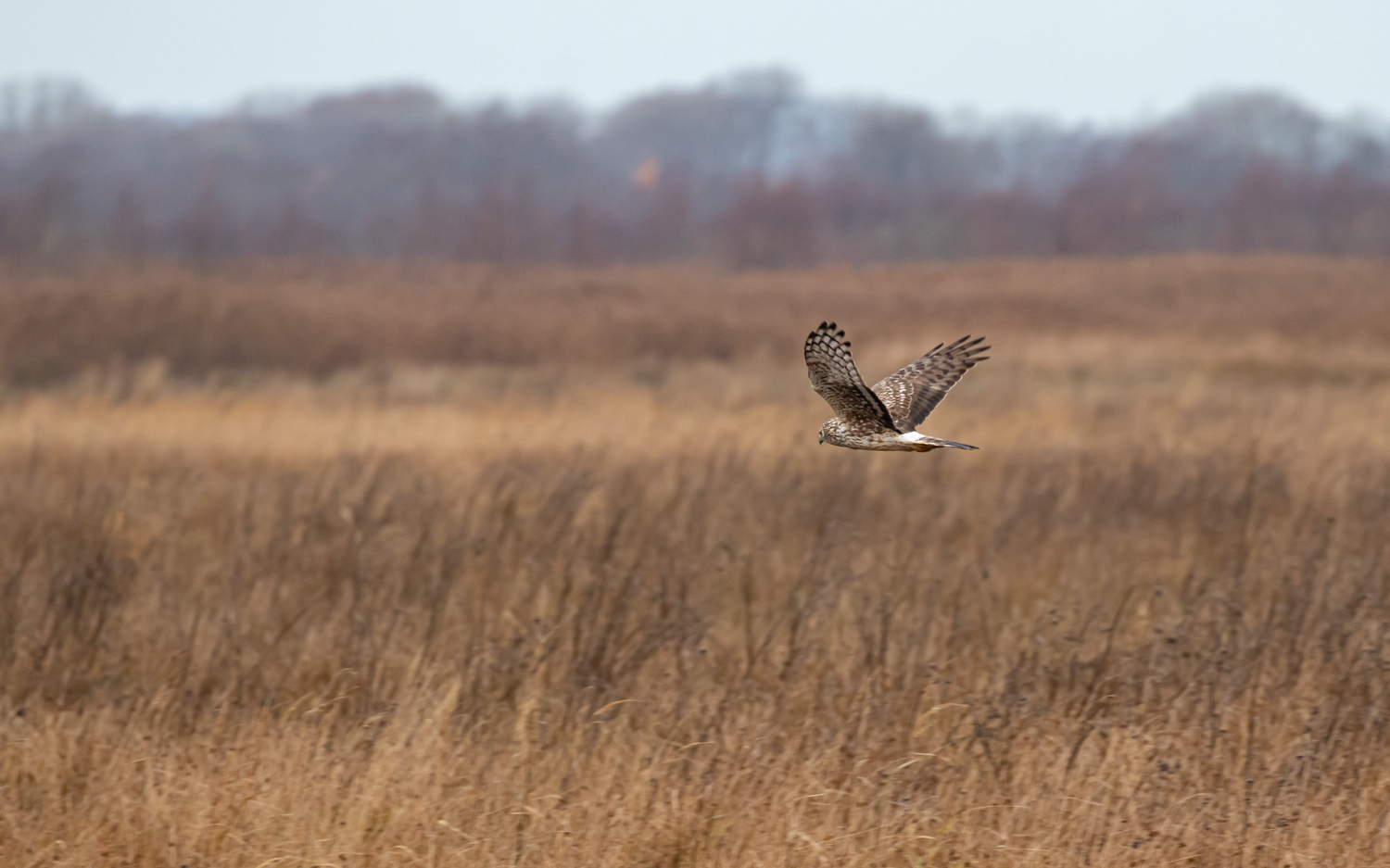 Blå kærhøg - Grønvej, Lille Vildmose
