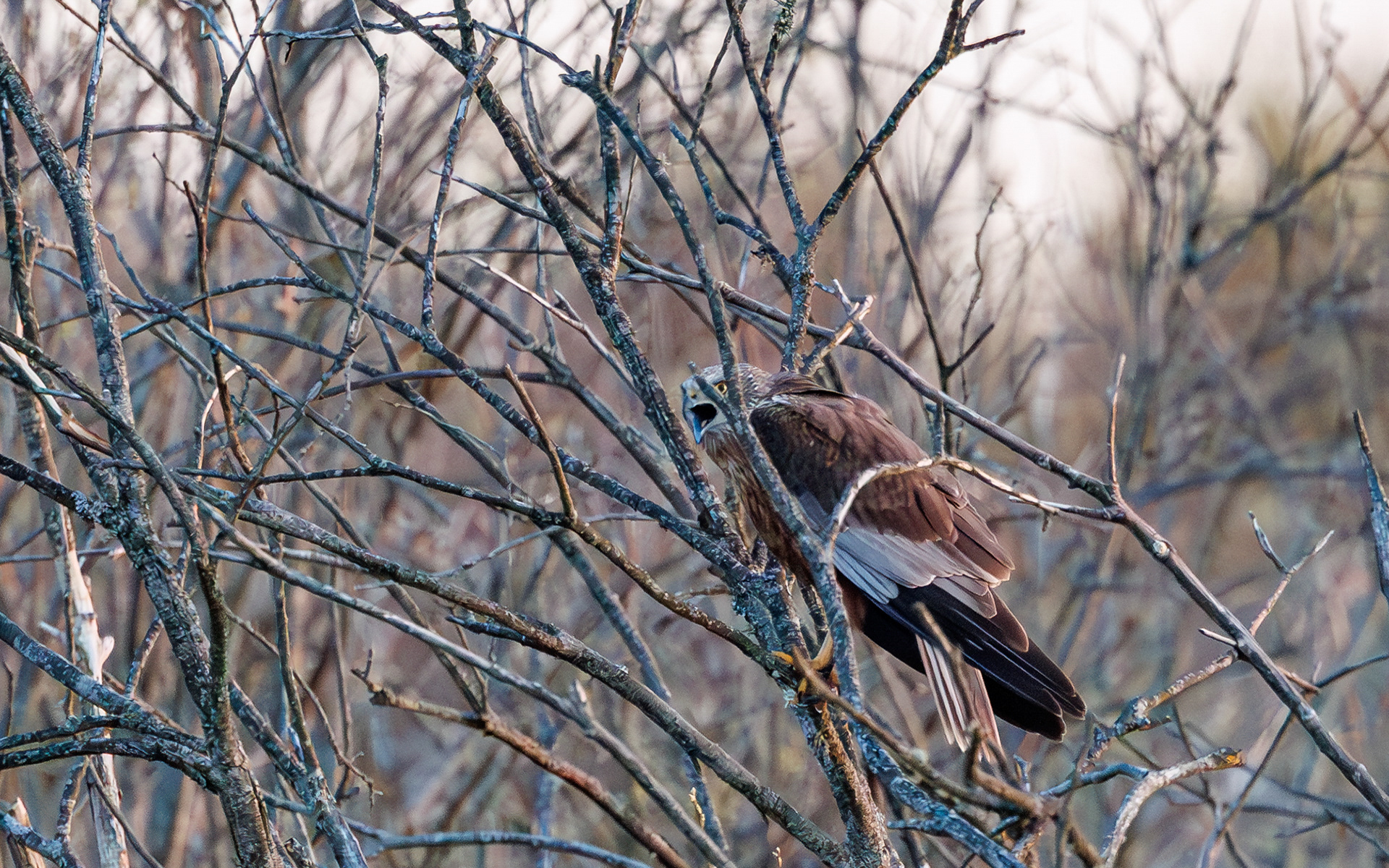 Rørhøg i Lille Vildmose. Ved solopgang 22. april