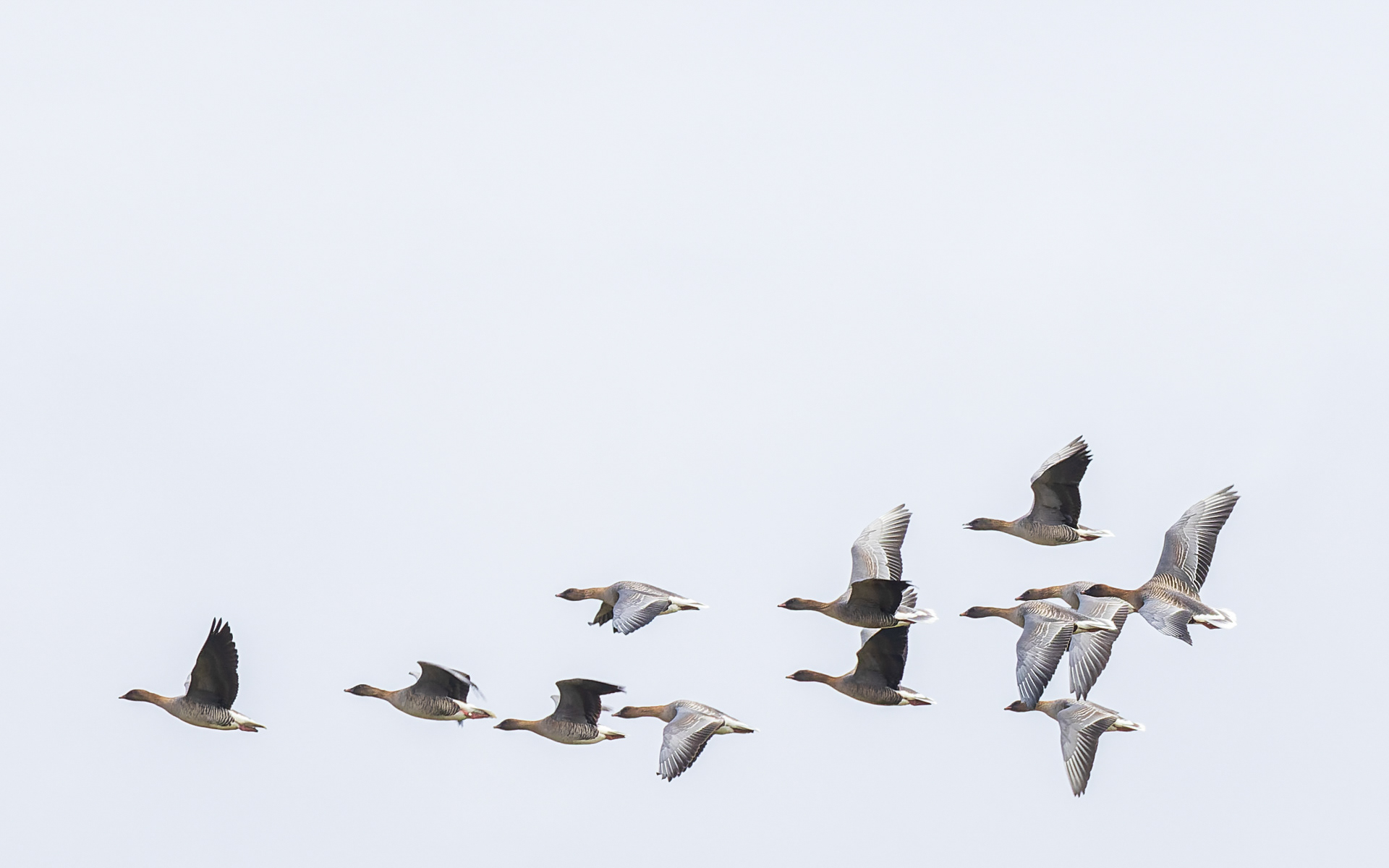 Kortnæbbet gæs, Vejlerne