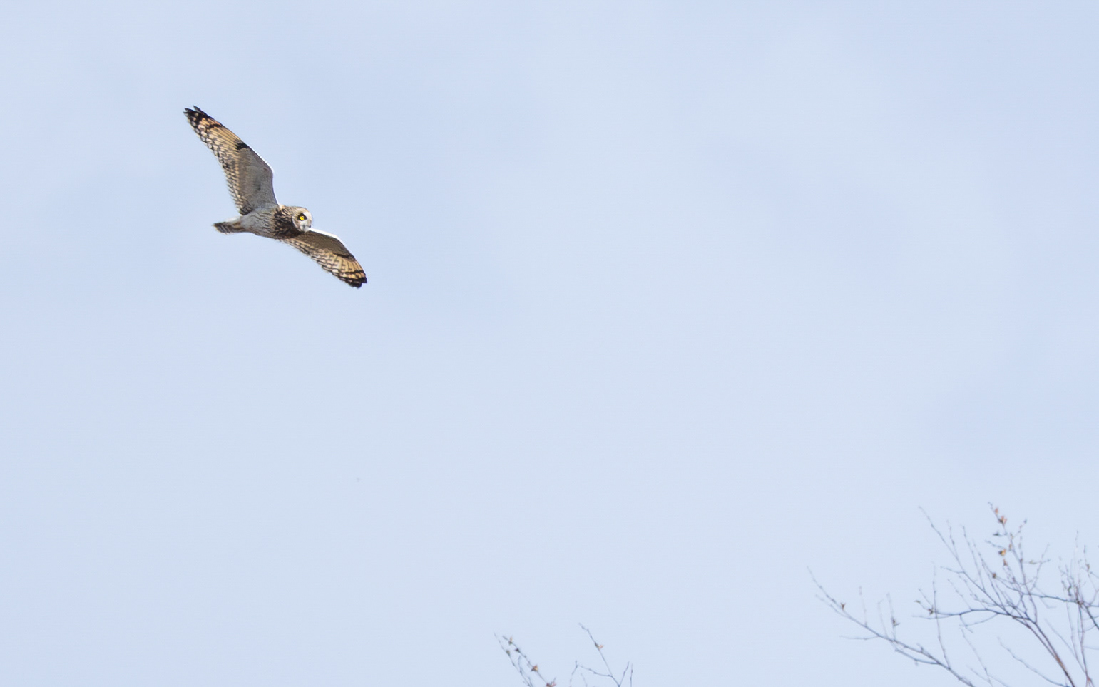 Mosehornugle i Lille Vildmose. 13. april