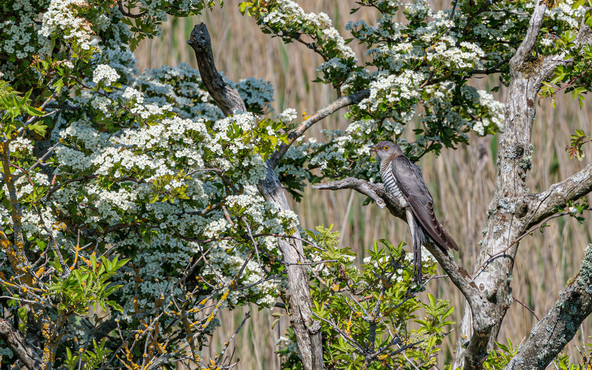 Gøg. Ved Tømmerby Fjord
