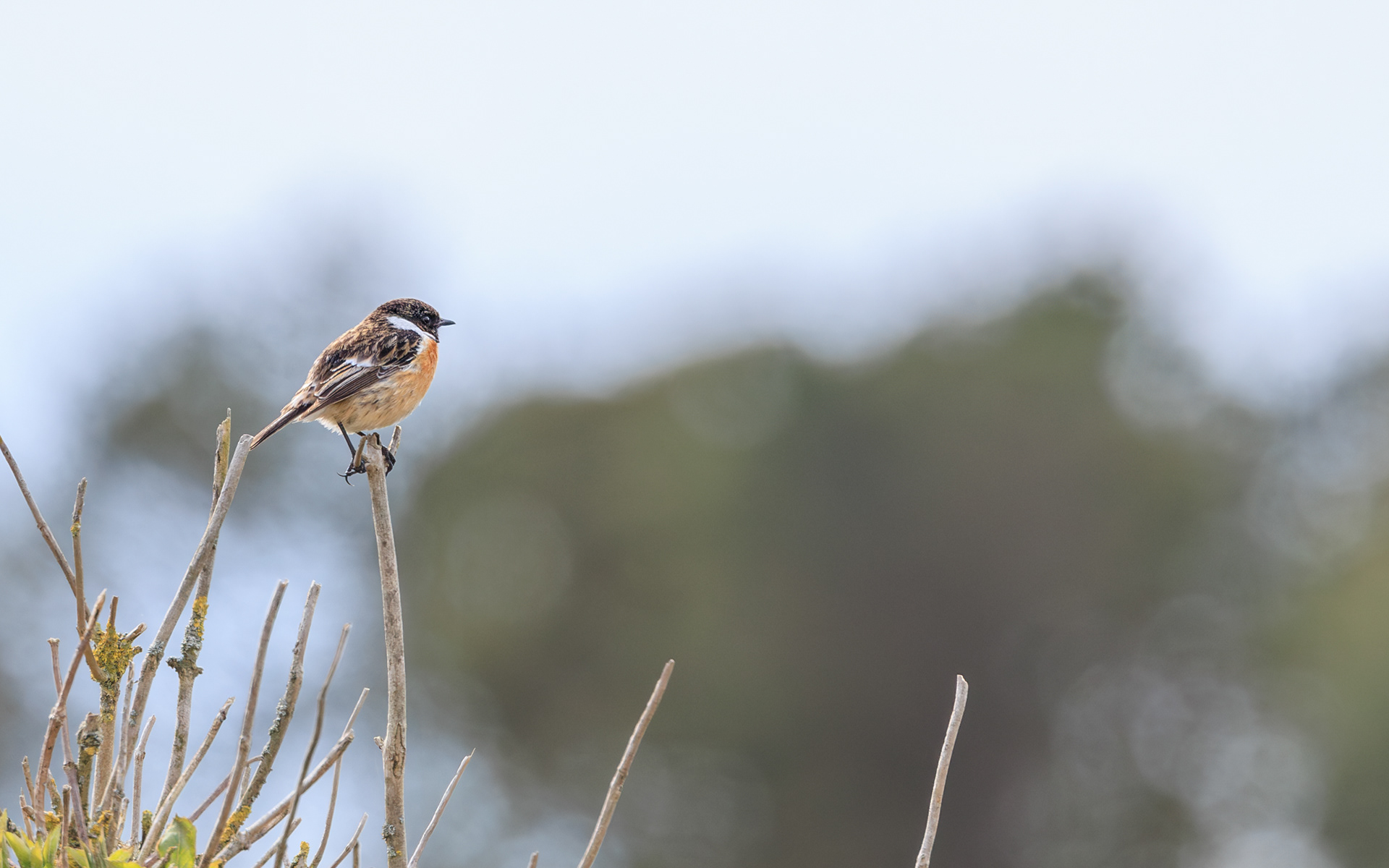Sortstrubet bynkefugl. Skallerup Klit 20. april