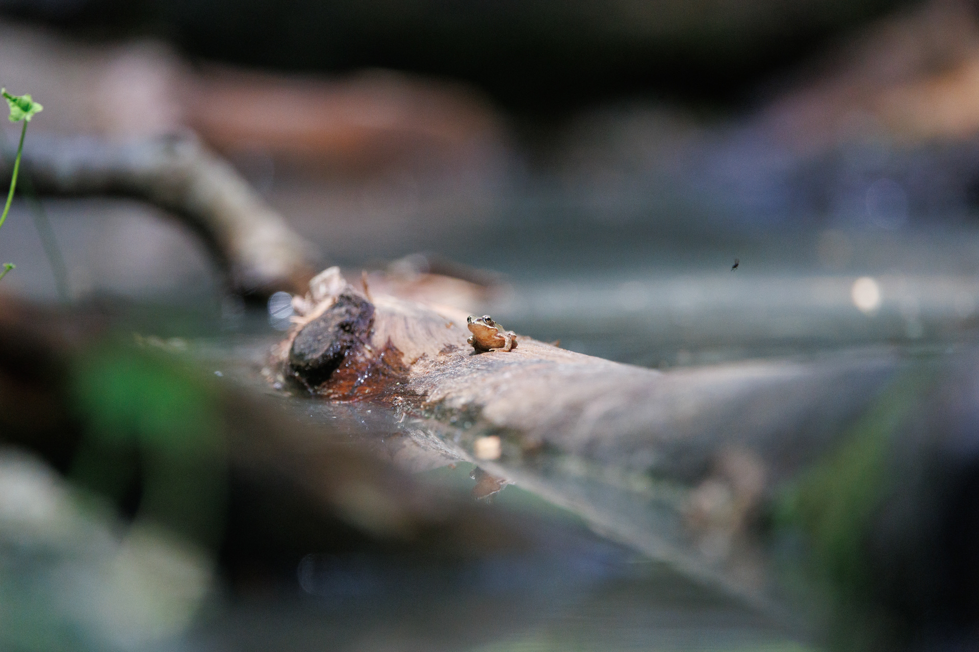 Fra Fugleværnsfondens eventyrlige fotoskjul. Lille frø