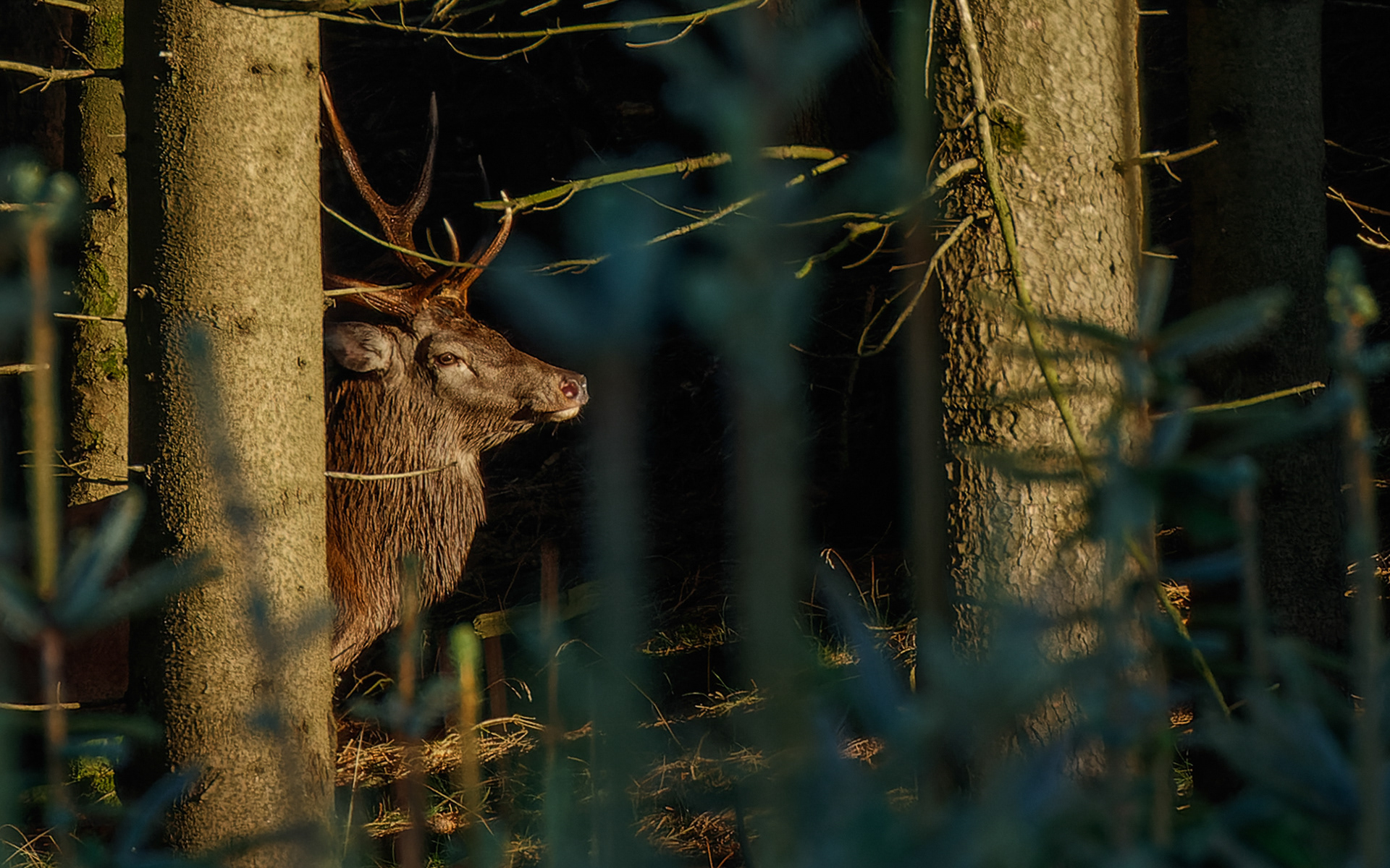 Kronhjort - Rold Vesterskov