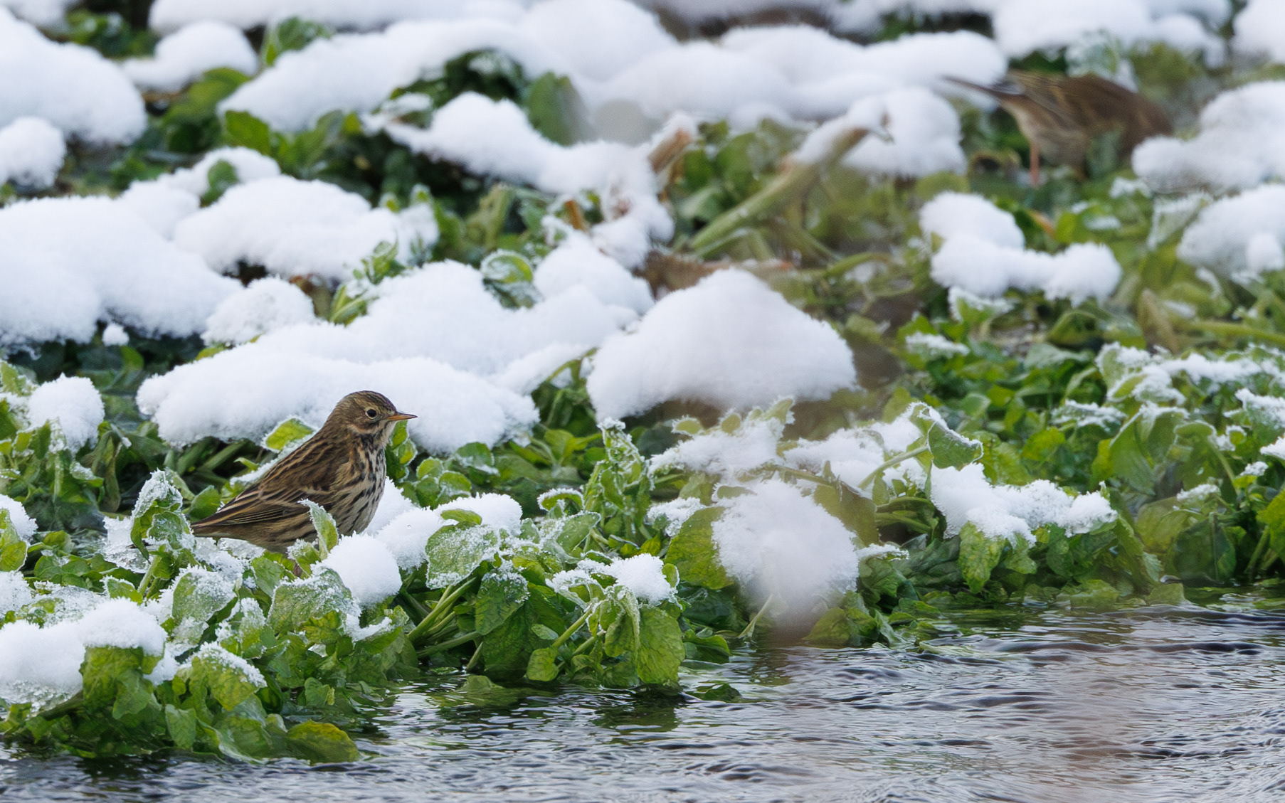 Engpiber i Kousbækken