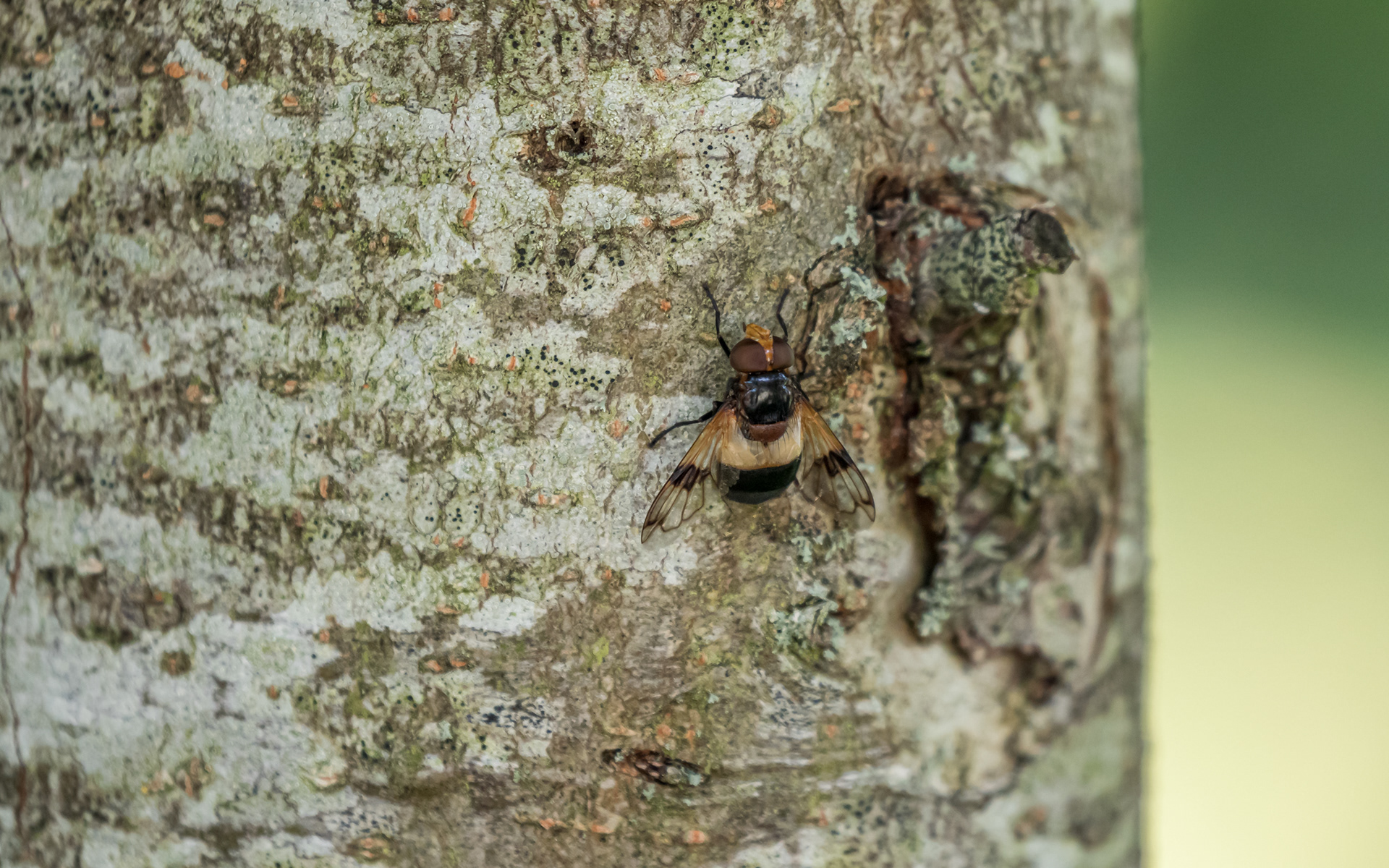 Hvidbåndet humlesvirreflue