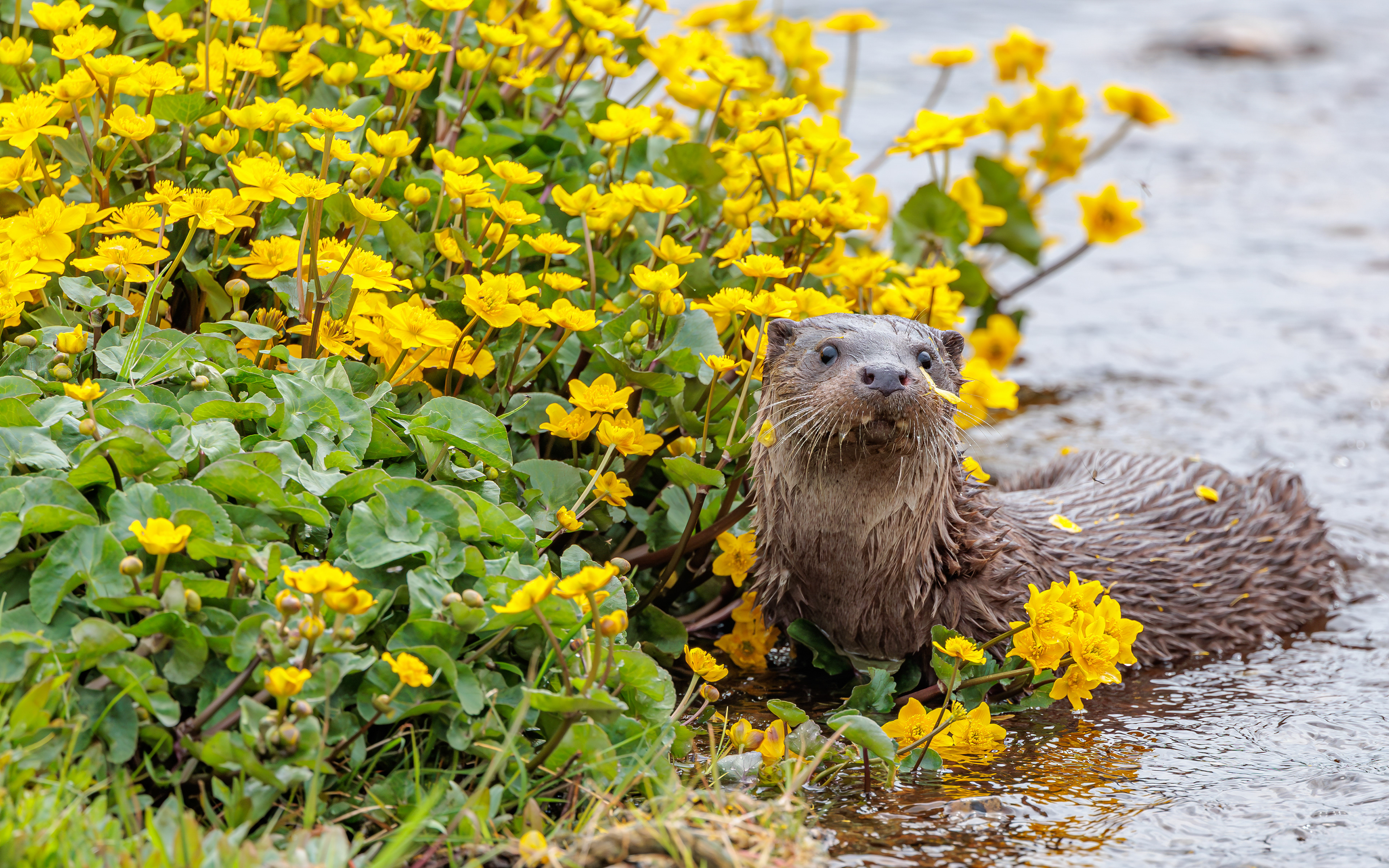Odder i Kousbækken (Gravlev Ådal/Rebild Bakker)