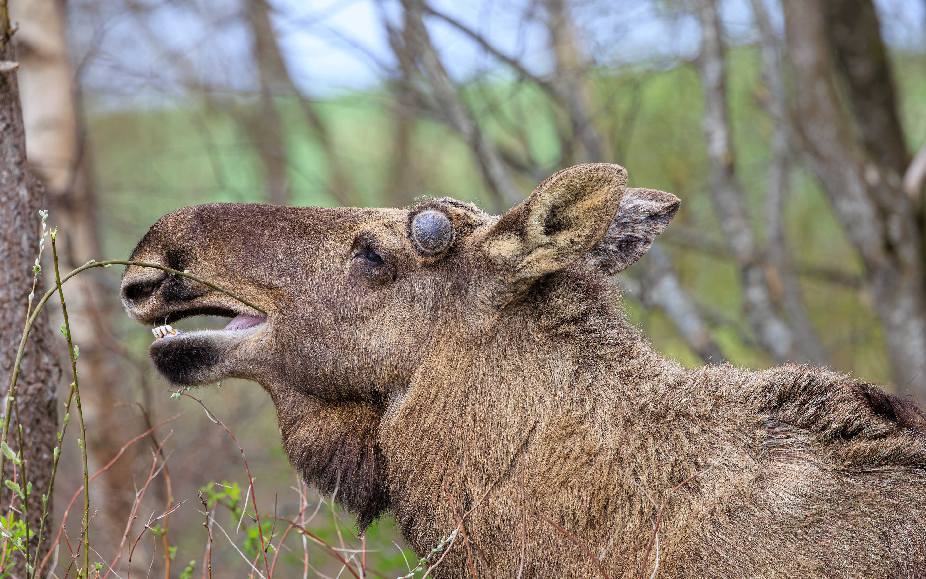 Elg i Lille Vildmose. 14. april