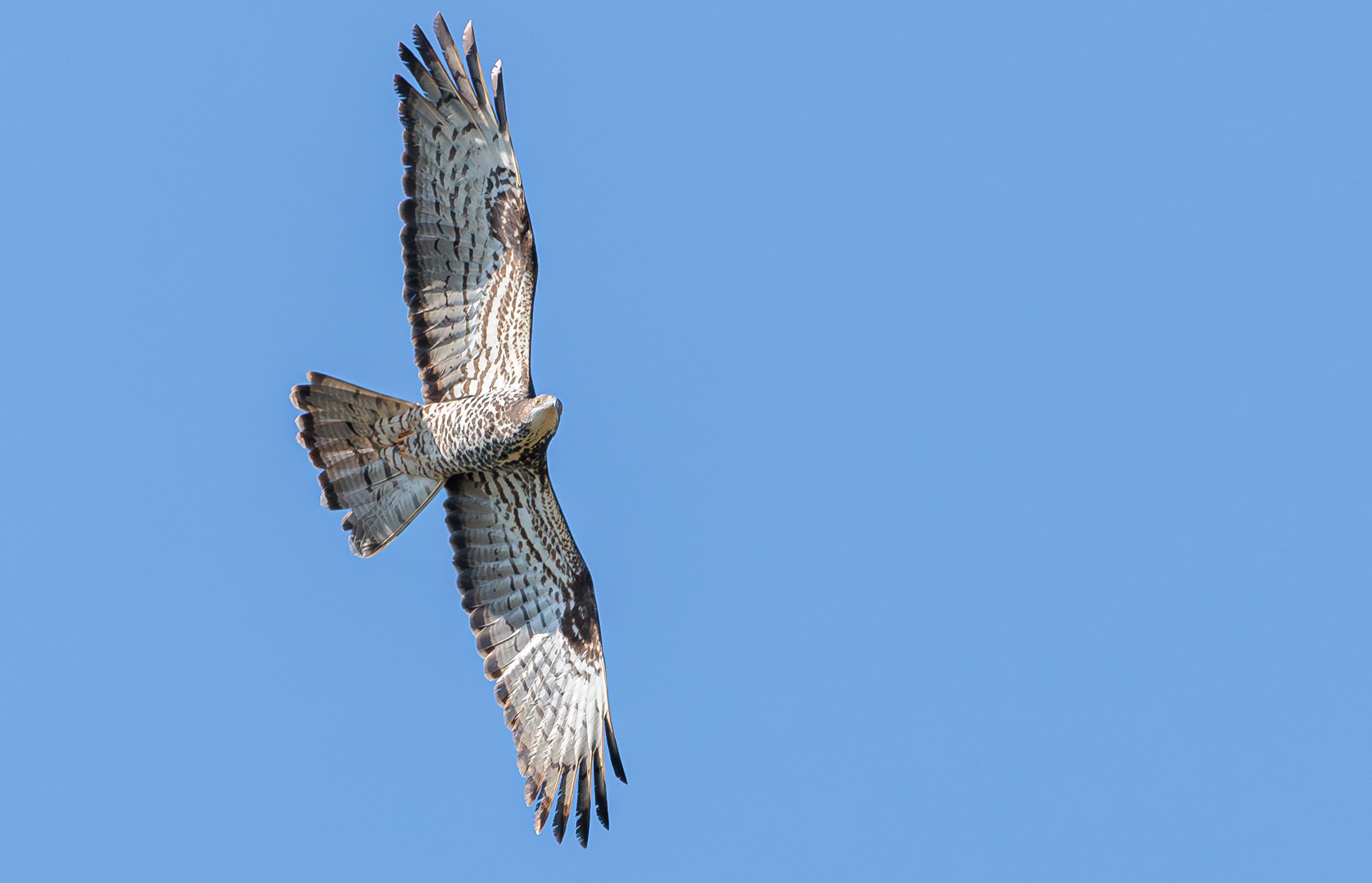 Hvepsevågernes forårstræk i Skagen