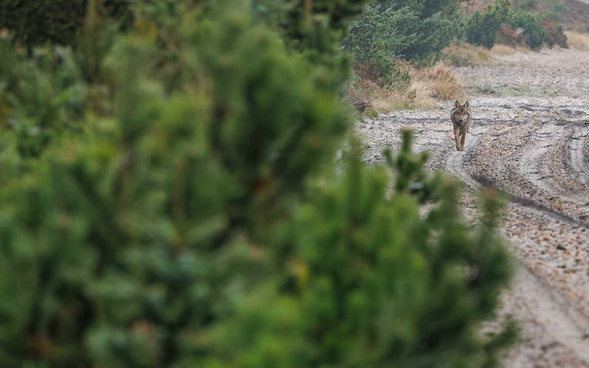 Ulv på Borris Skydeterræn