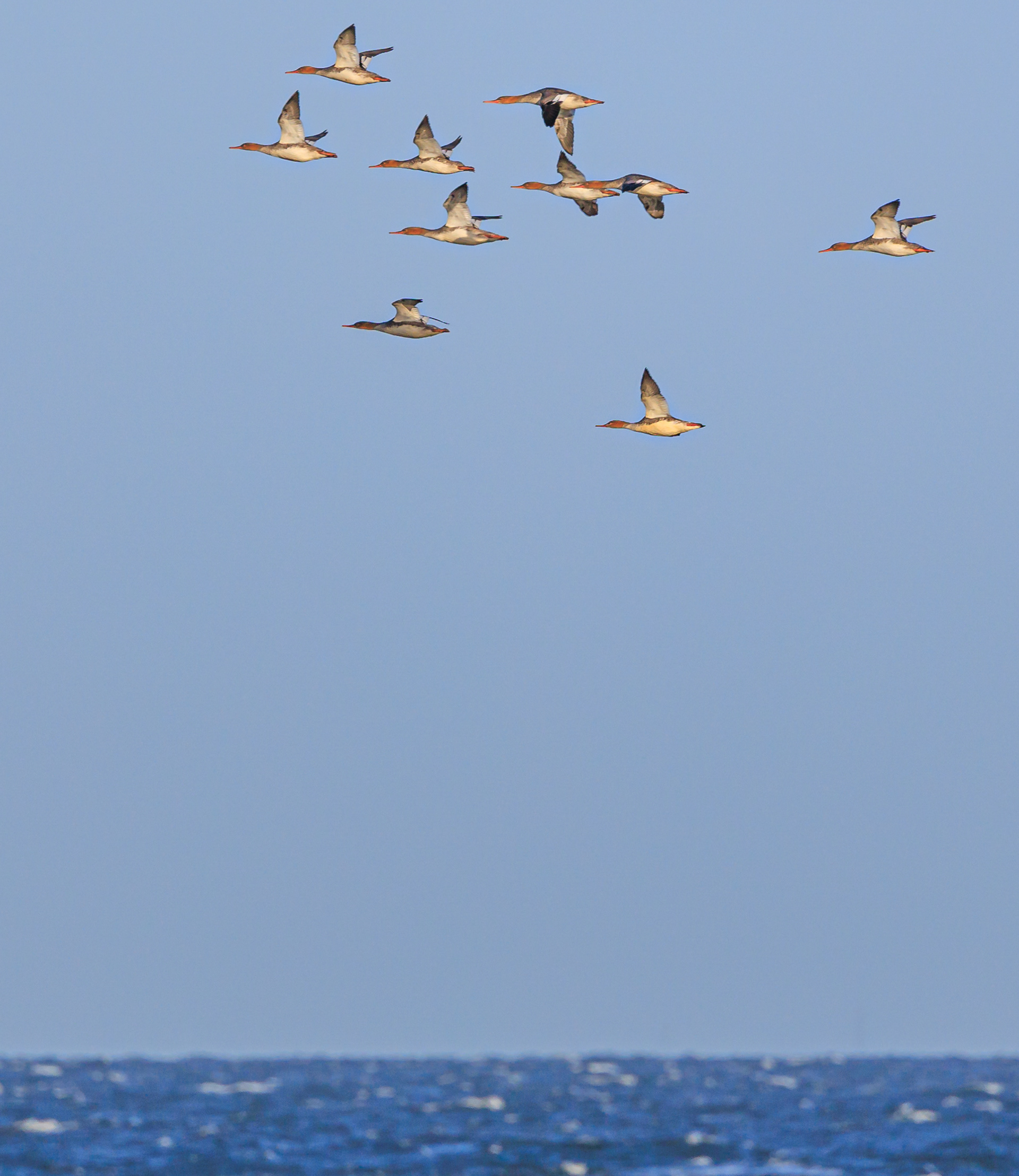 Stor skallesluger over Øresund