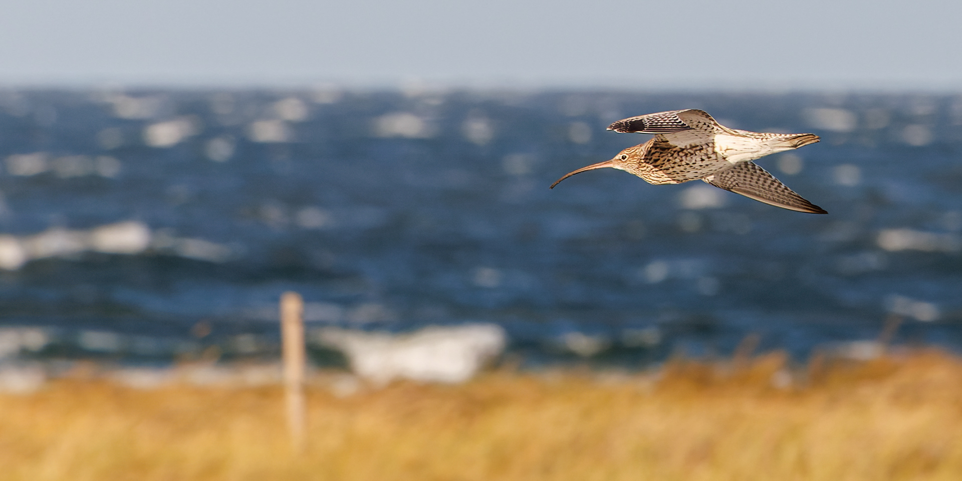 Storspove over Flommen/Øresund